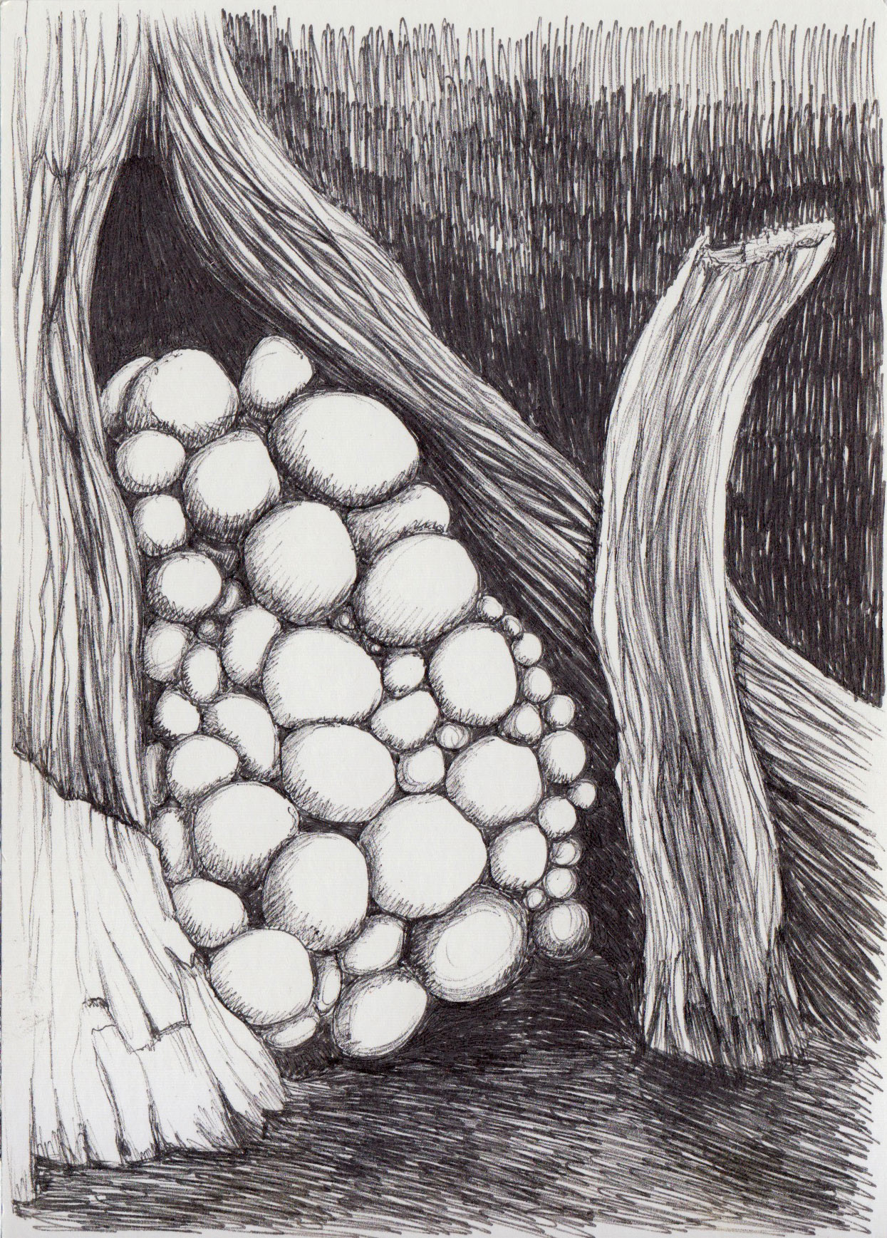 Tree fungus - 2017, biro on postcard, A6 £10