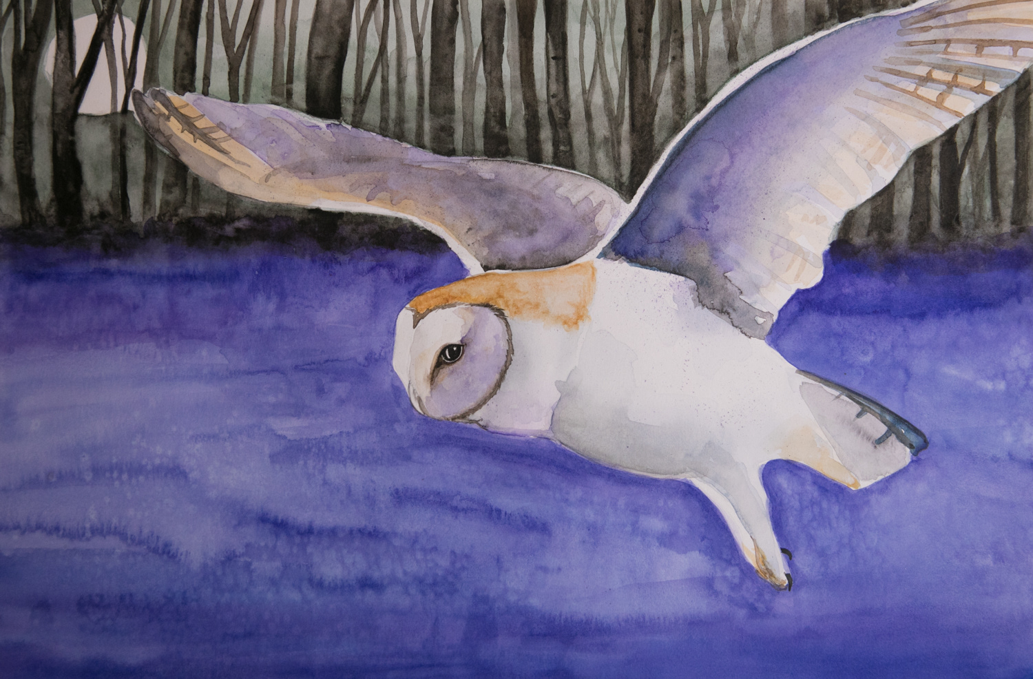 Barn owl study (NFS)