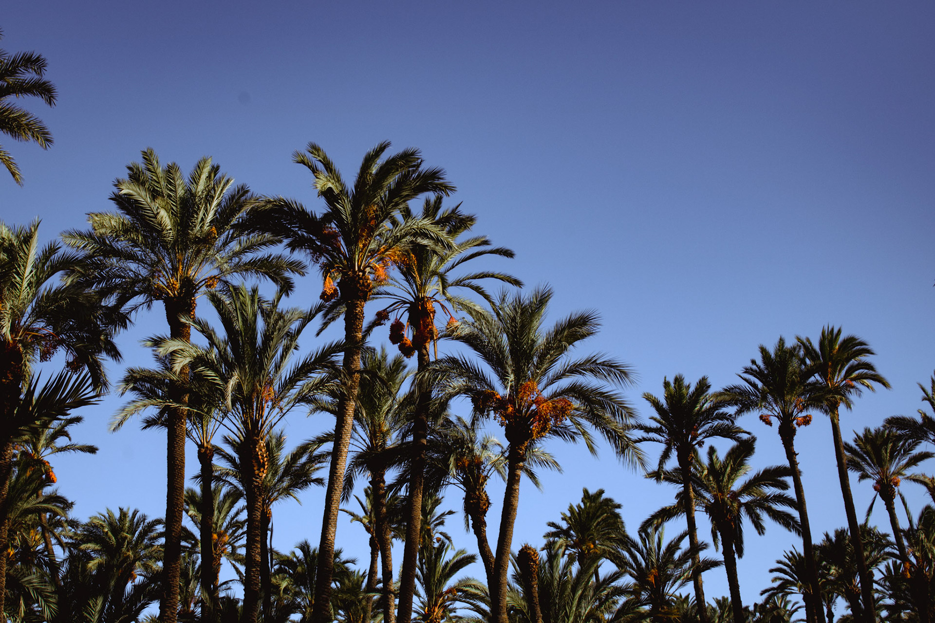Elche
