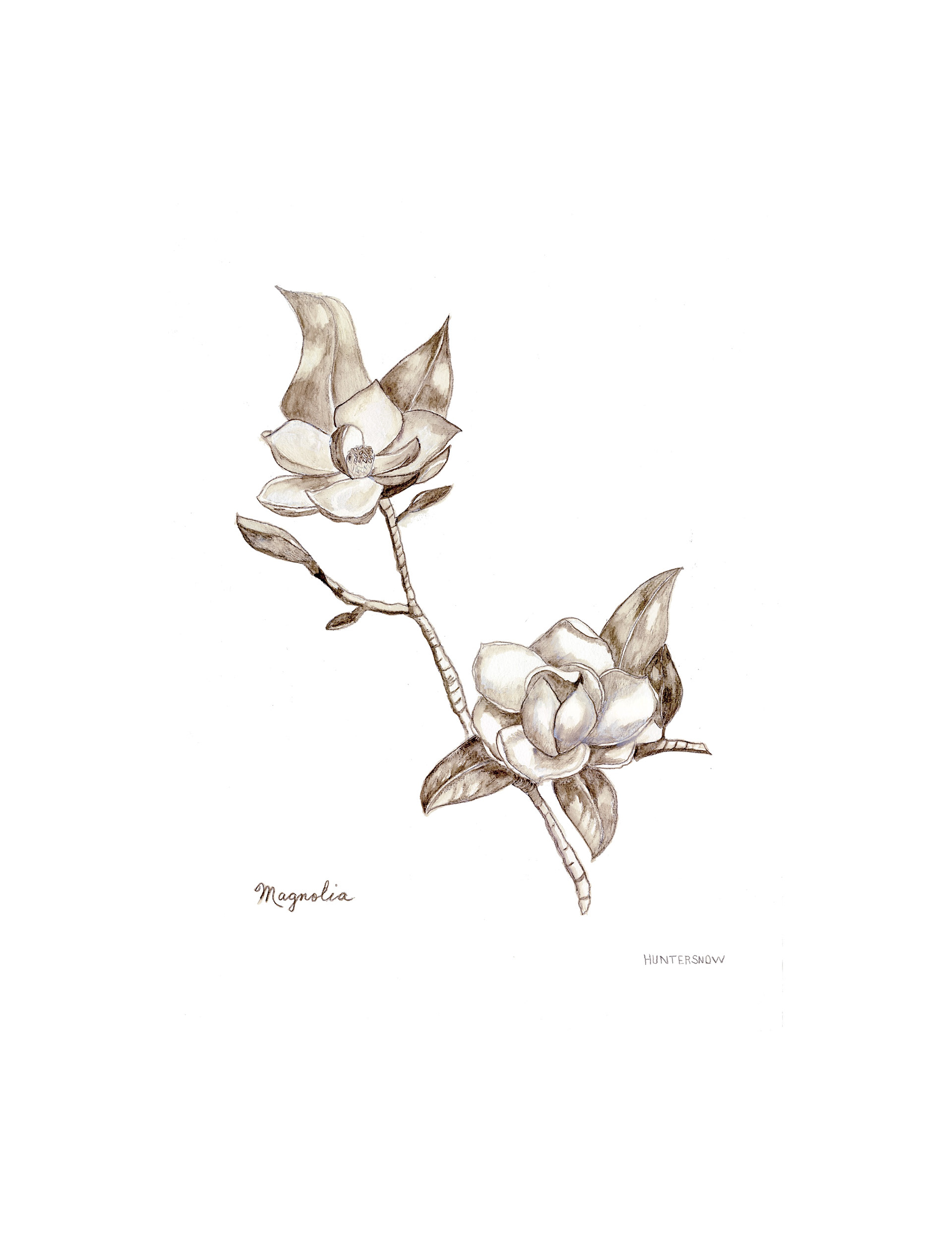 Magnolia, pencil on paper, 18" x 12"
