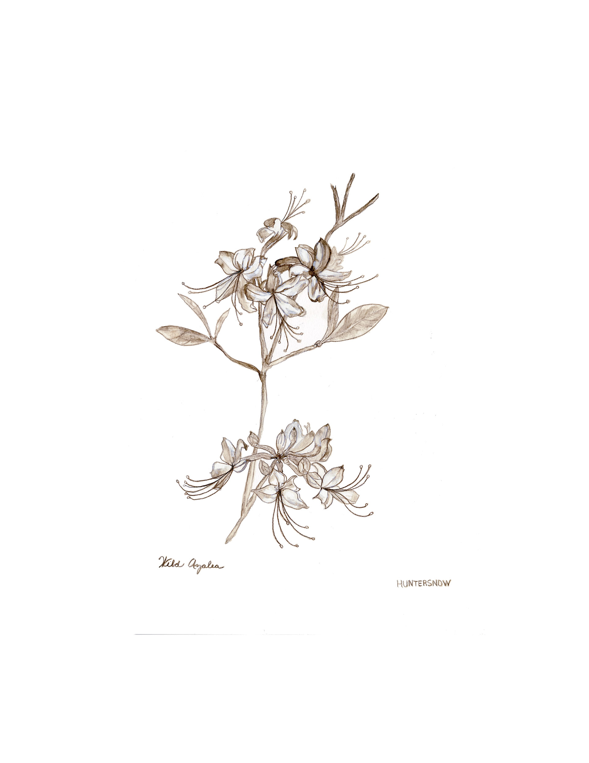 Azalea, pencil on paper, 18" x 12"