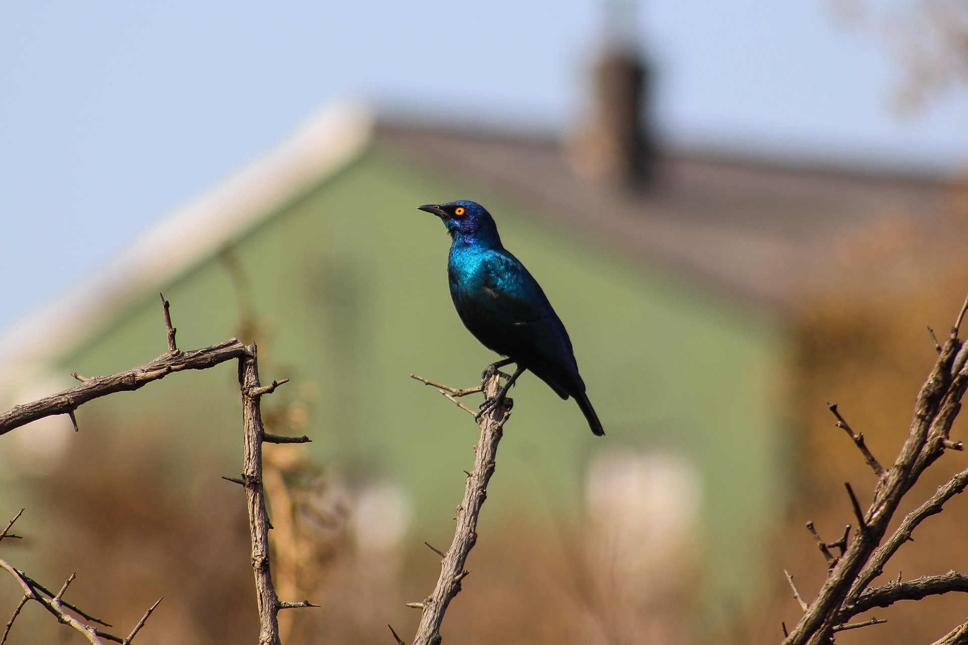 Cape glossy starling - Umfolozi Game Reserve