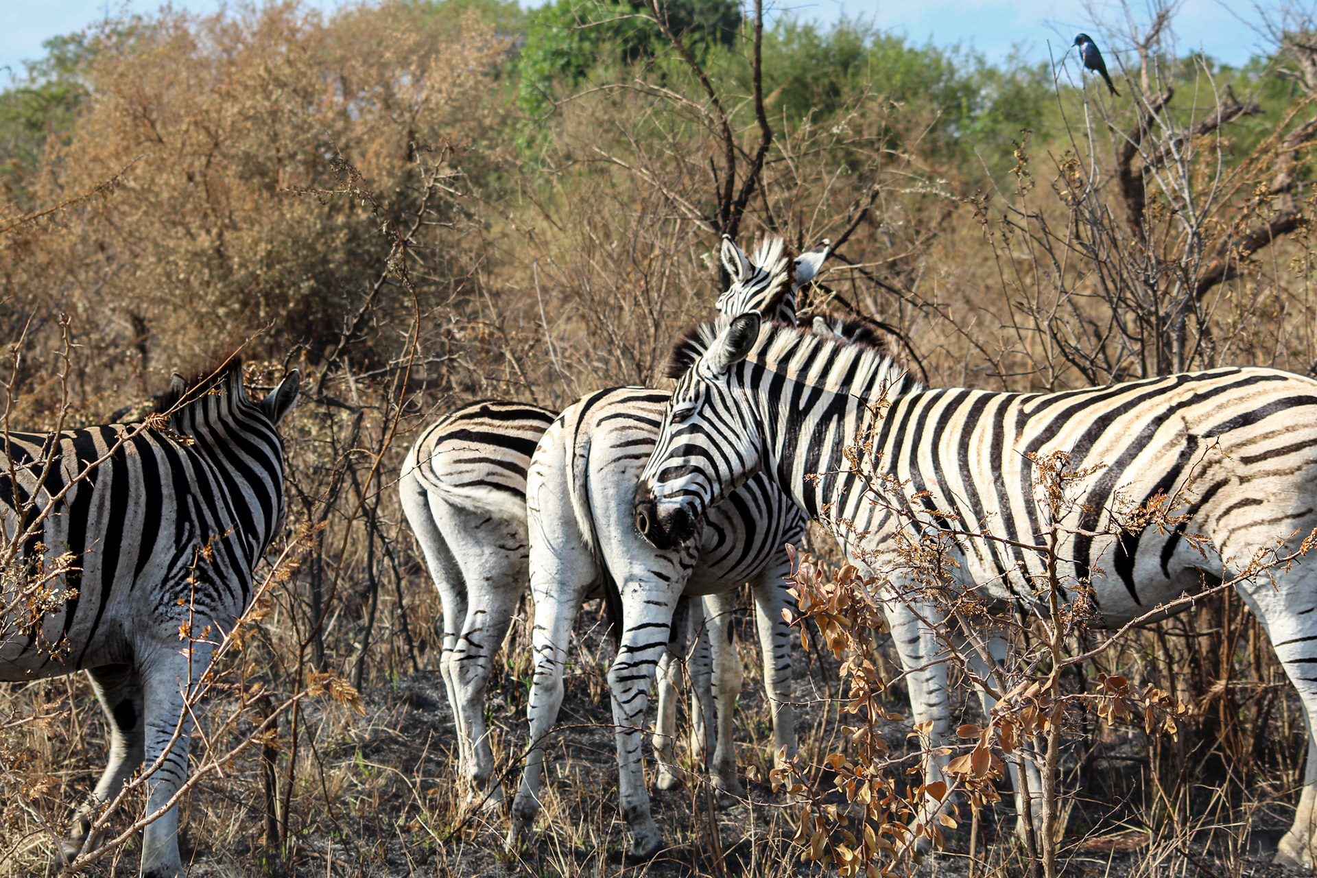 Zebras - Umfolozi Game Reserve
