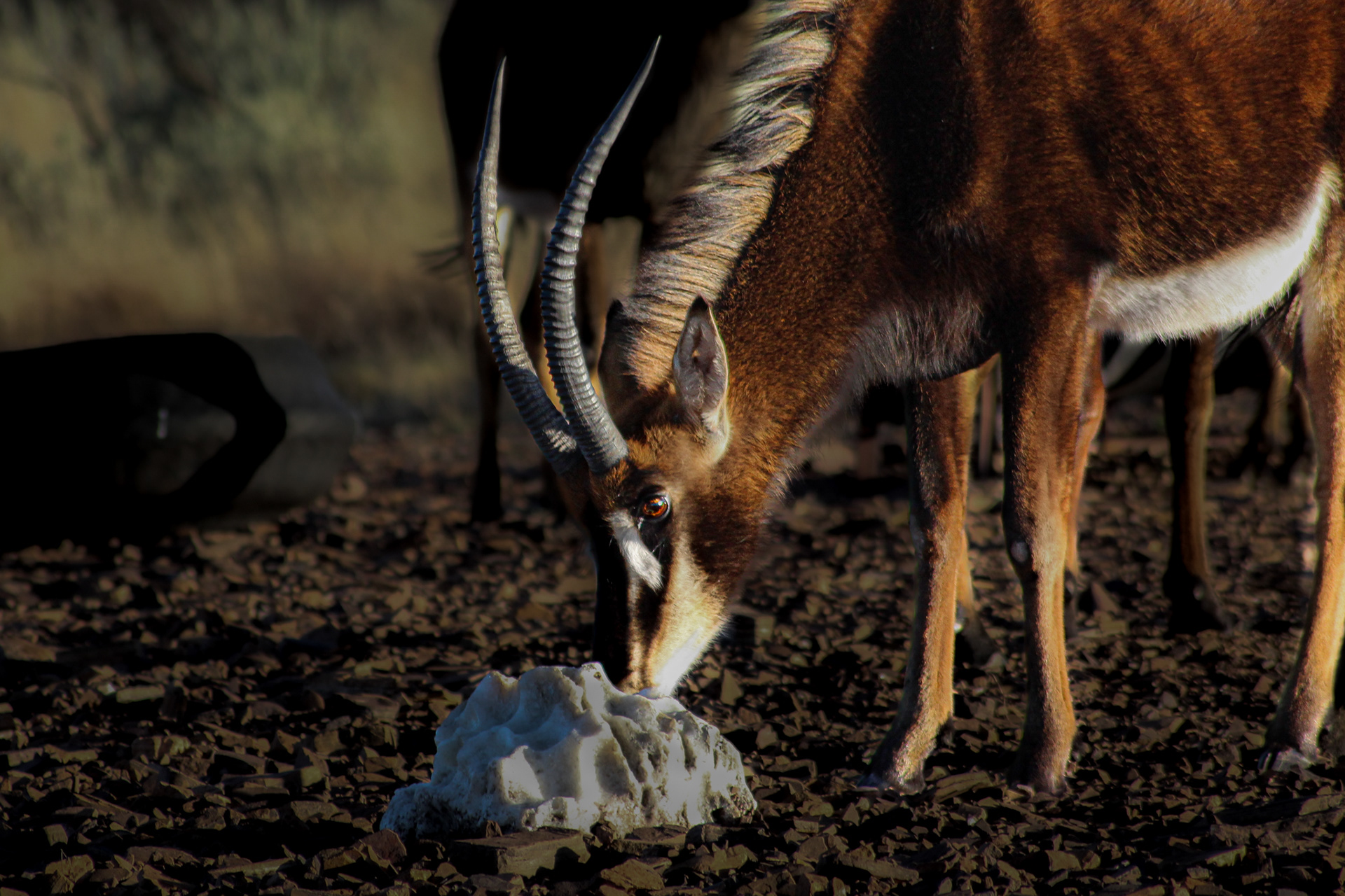 Sable Antelope (female) - Kuruman (Northern Cape)