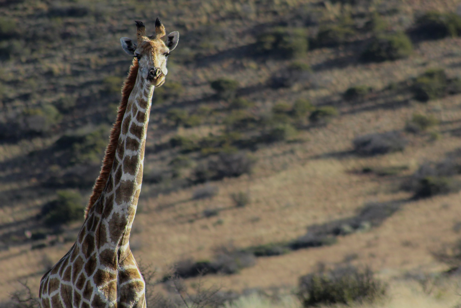Giraffe - Kuruman (Northern Cape)