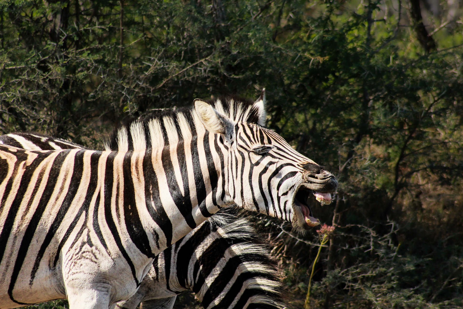 Zebra - Umfolozi Game Reserve