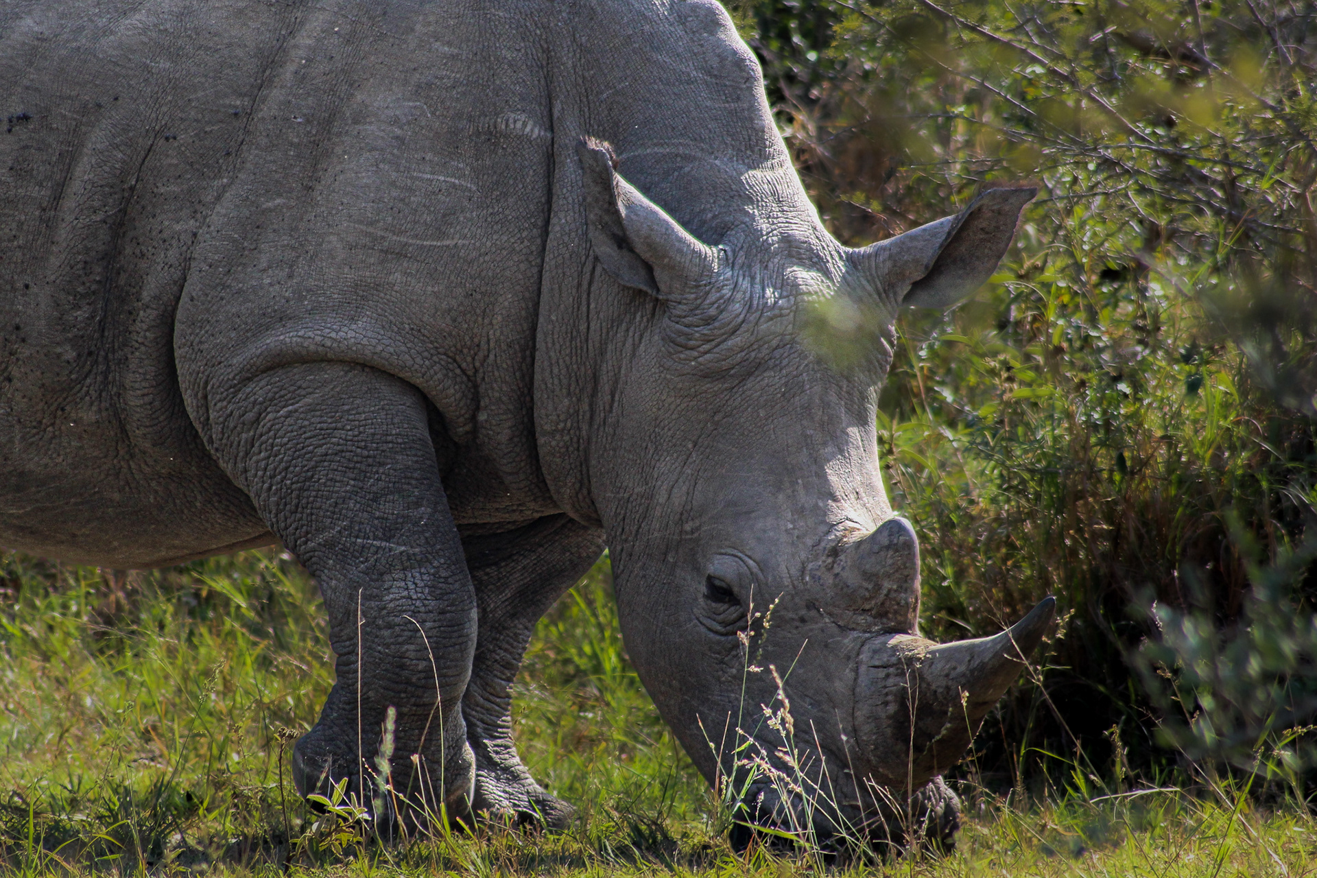 Rhino - Umfolozi Game Reserve