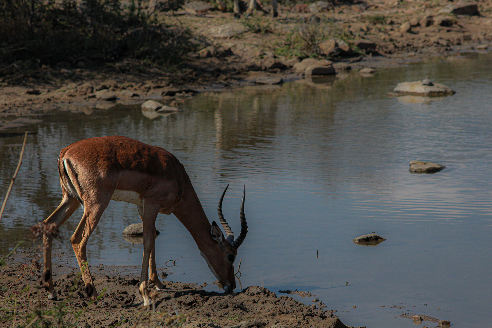 Impala (male) - Umfolozi Game Reserve