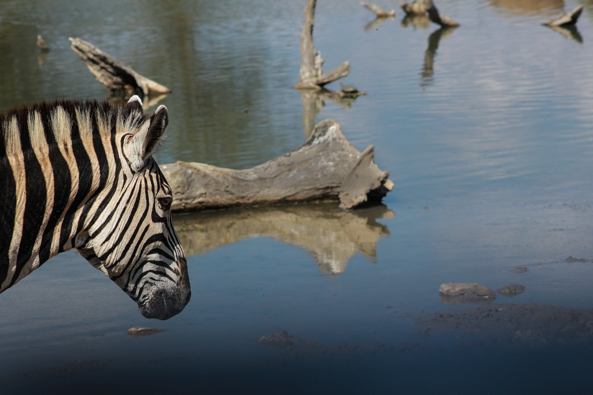 Zebra - Umfolozi Game Reserve