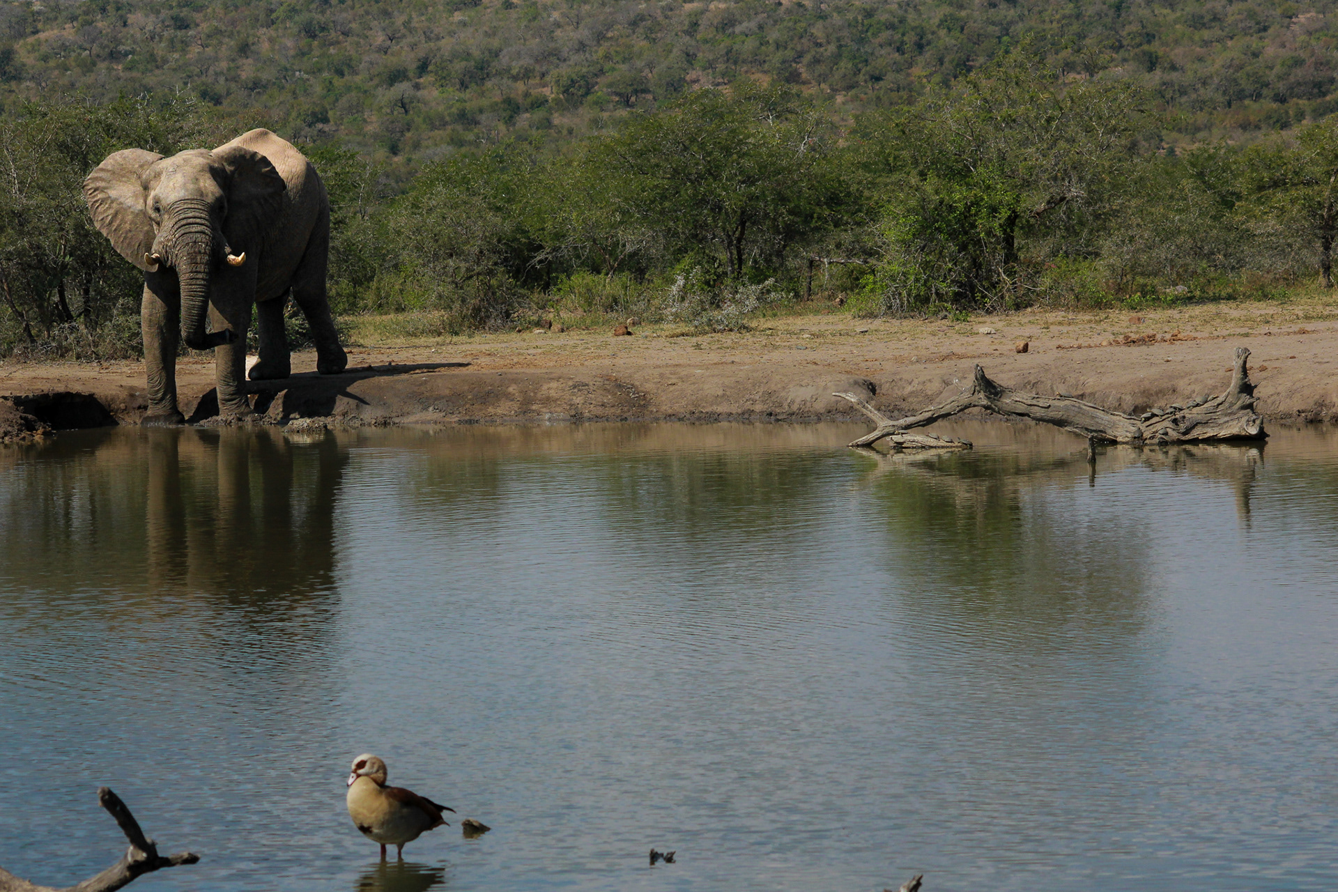 Elephant - Umfolozi Game Reserve
