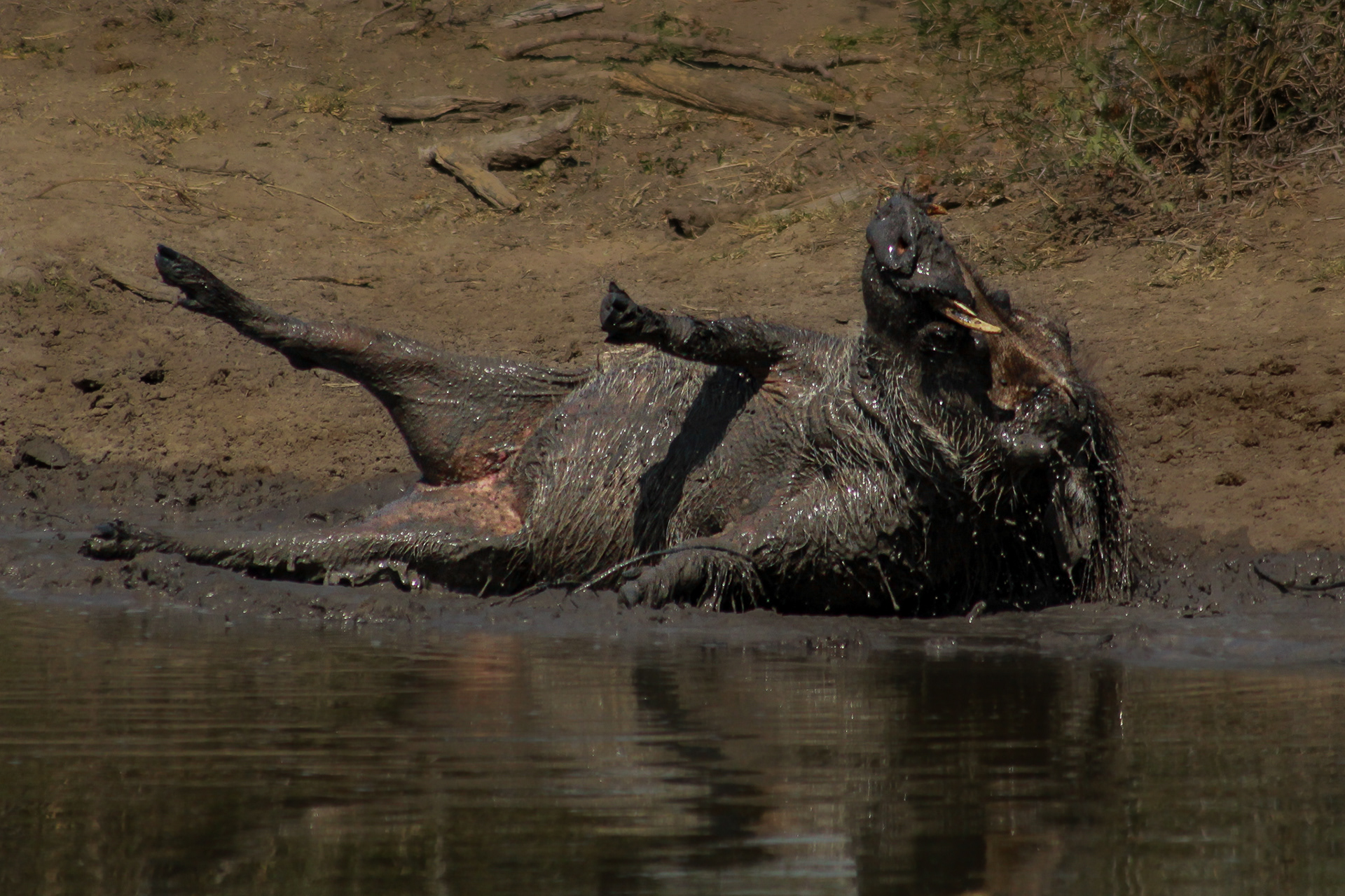 Warthog - Umfolozi Game Reserve