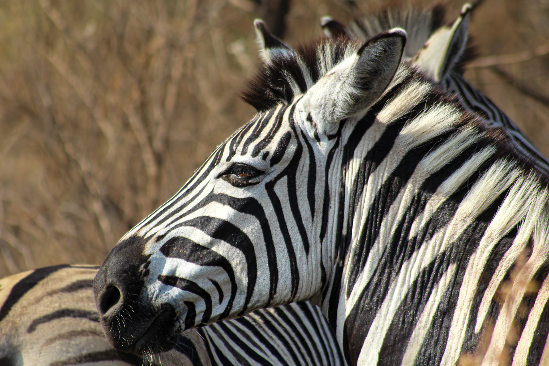 Zebra - Umfolozi Game Reserve