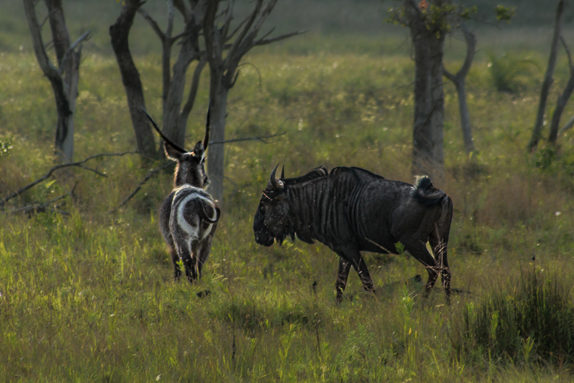 Common wildebeest; common waterbuck - Cape Vidal
