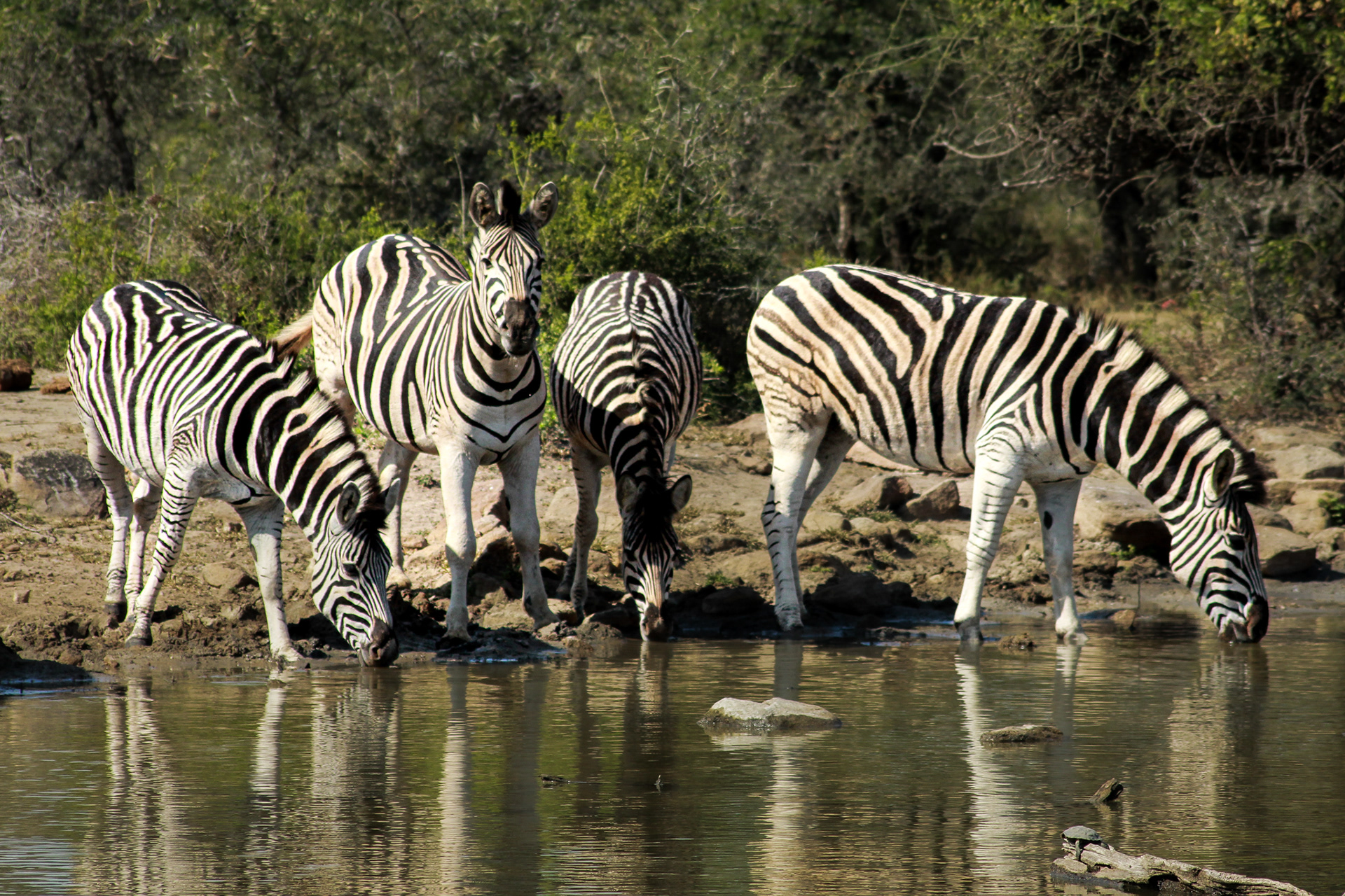 Zebras - Umfolozi Game Reserve