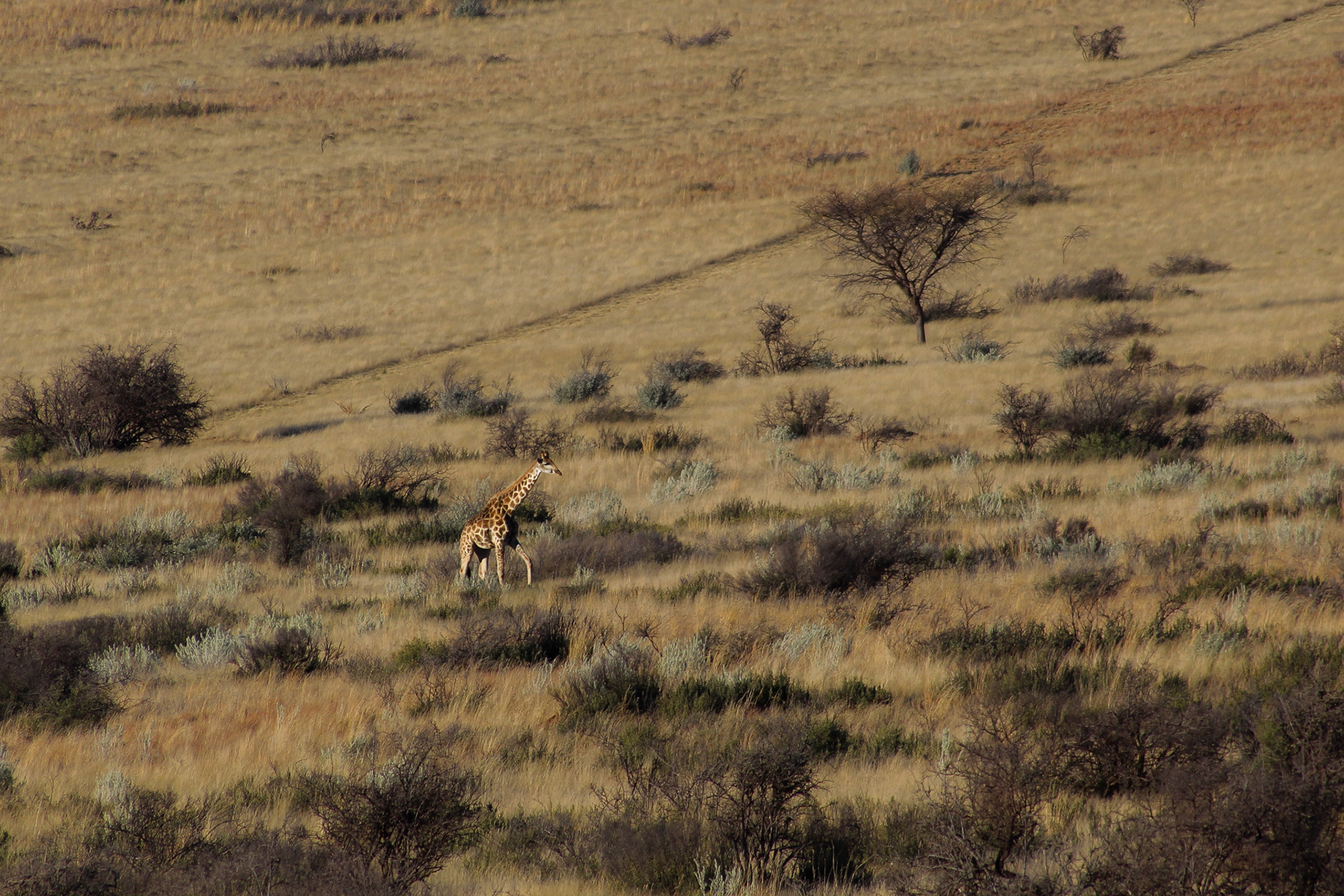 Giraffe - Kuruman (Northern Cape)