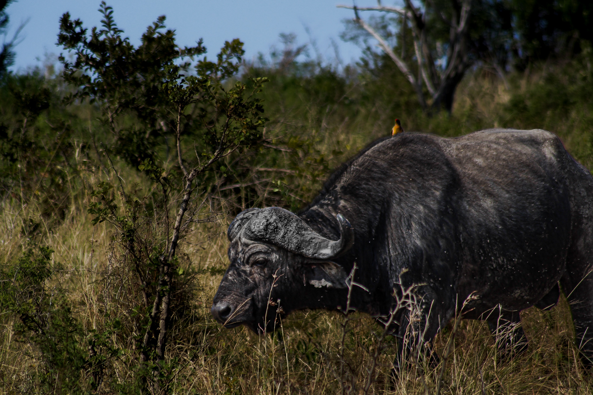 Buffalos - Umfolozi Game Reserve