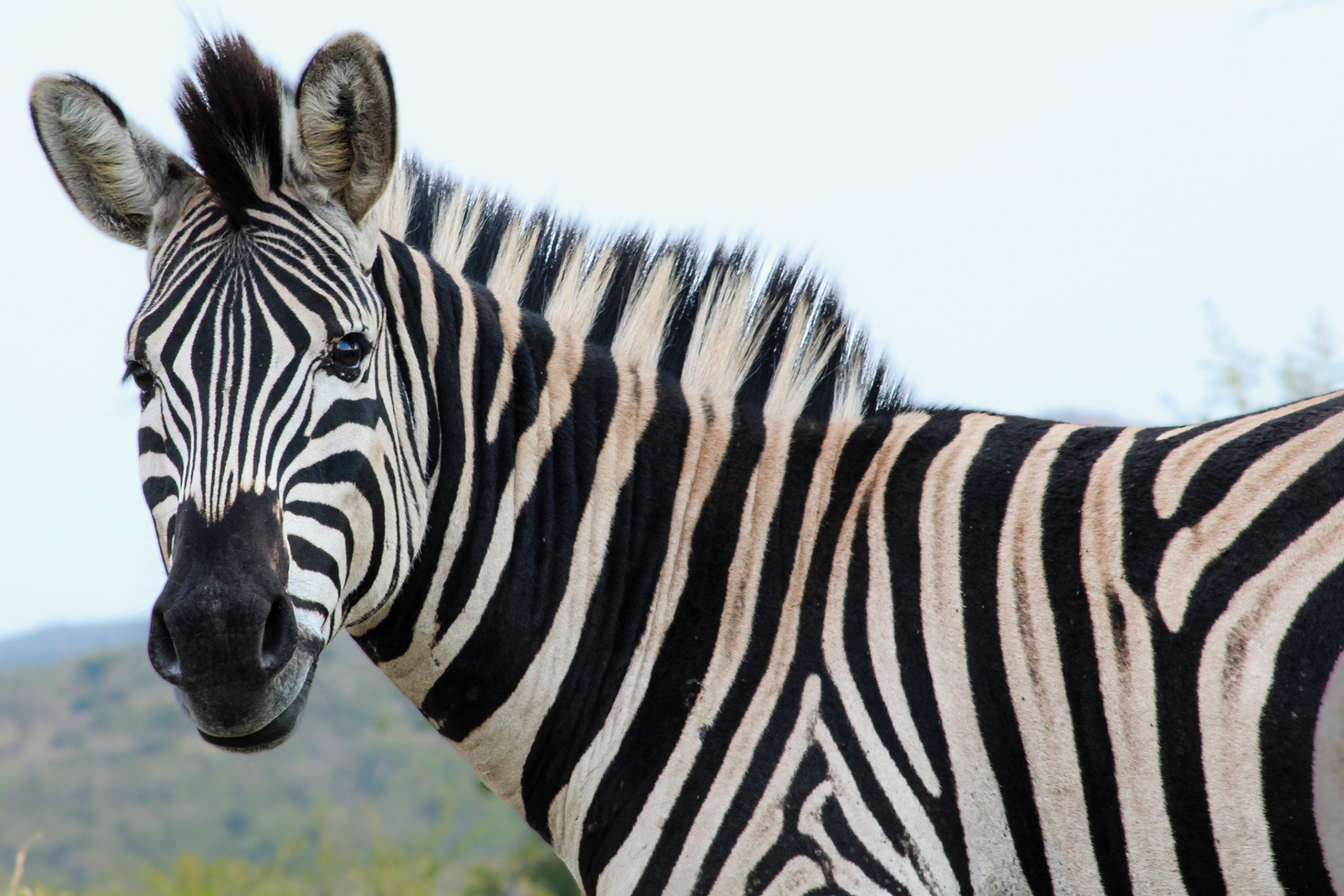 Zebra - Umfolozi Game Reserve