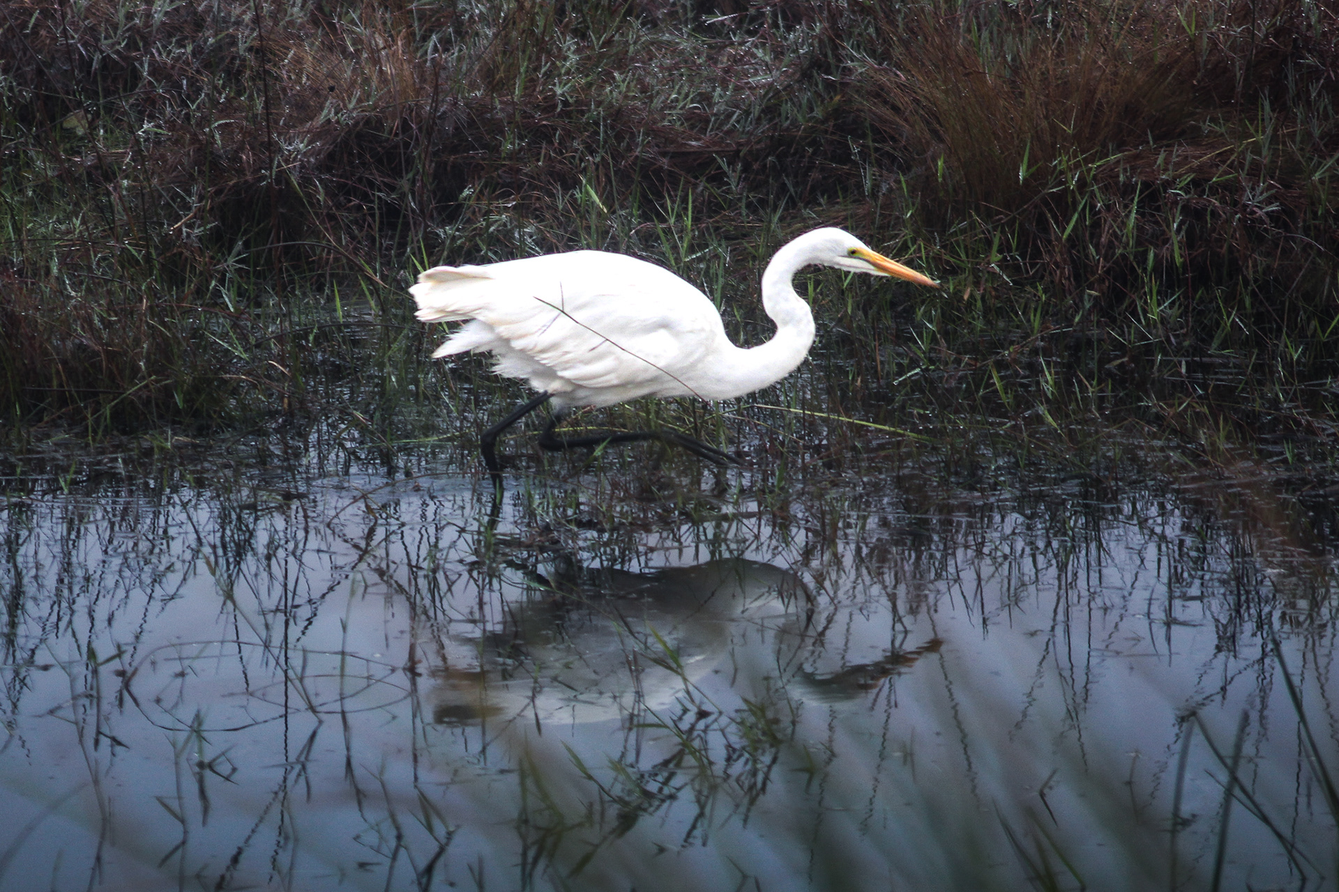 Great white egret - Cape Vidal