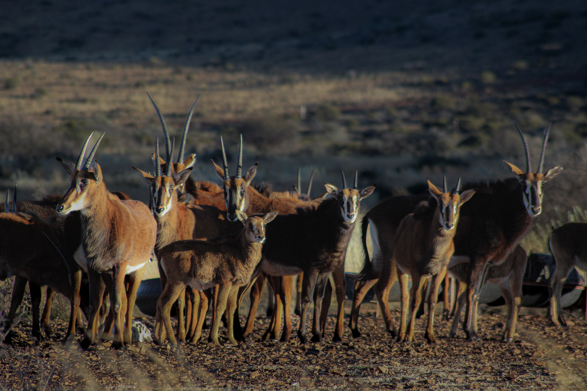 Sable Antelopes - Kuruman (Northern Cape)