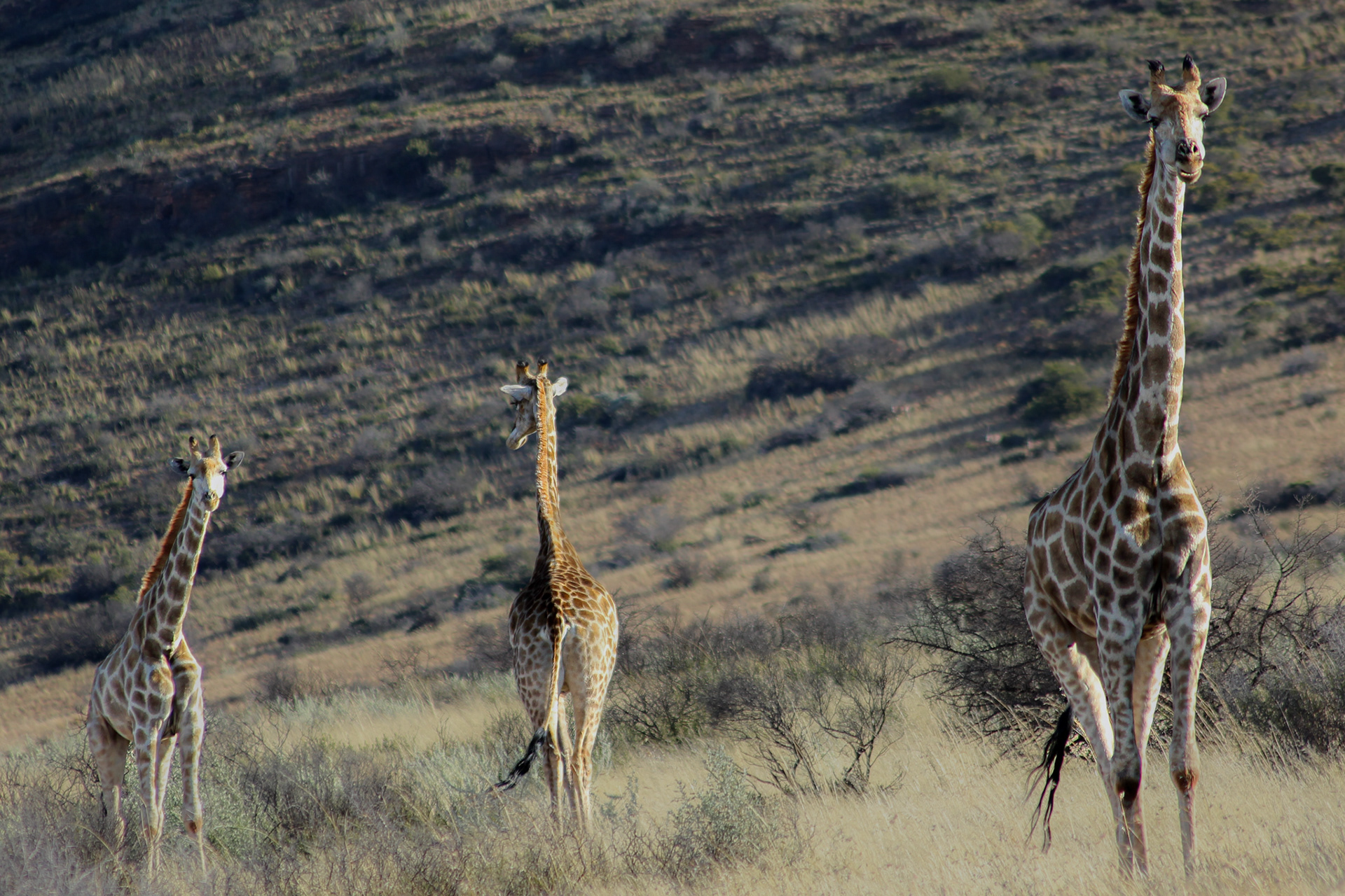 Giraffes - Kuruman (Northern Cape)