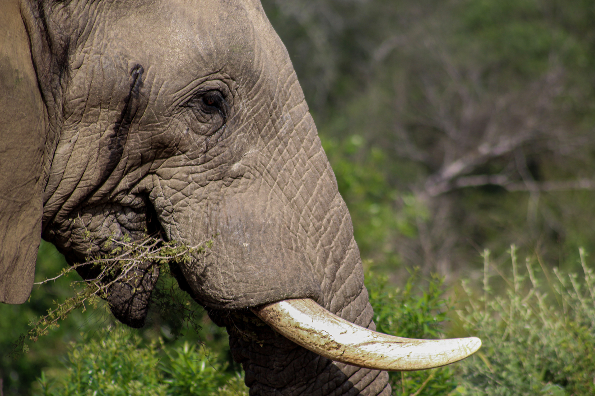 Elephant - Umfolozi Game Reserve