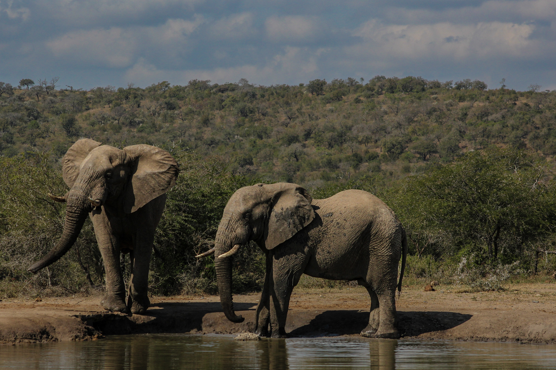 Elephants - Umfolozi Game Reserve