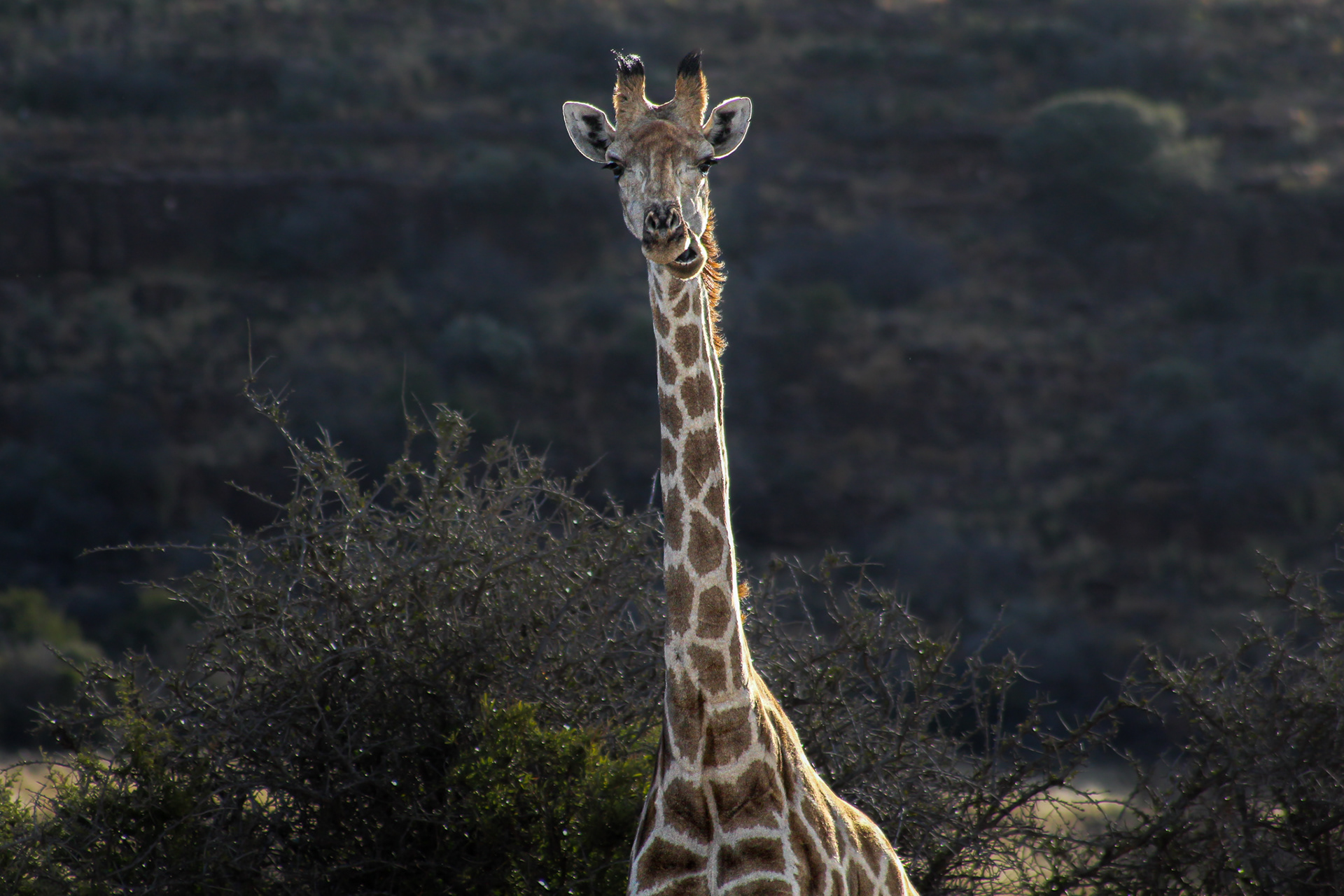 Giraffe - Kuruman (Northern Cape)