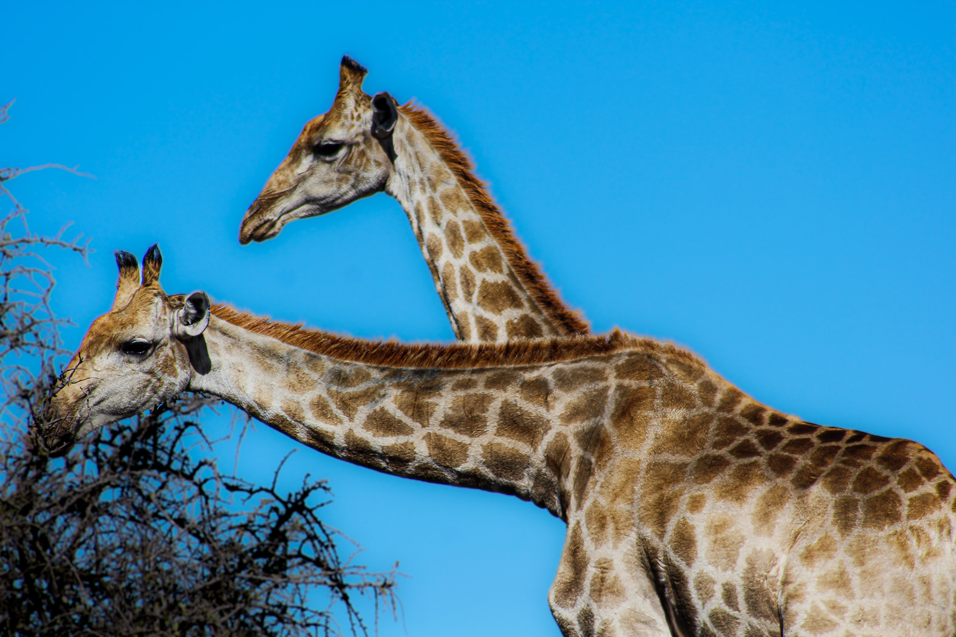 Giraffes - Kuruman (Northern Cape)