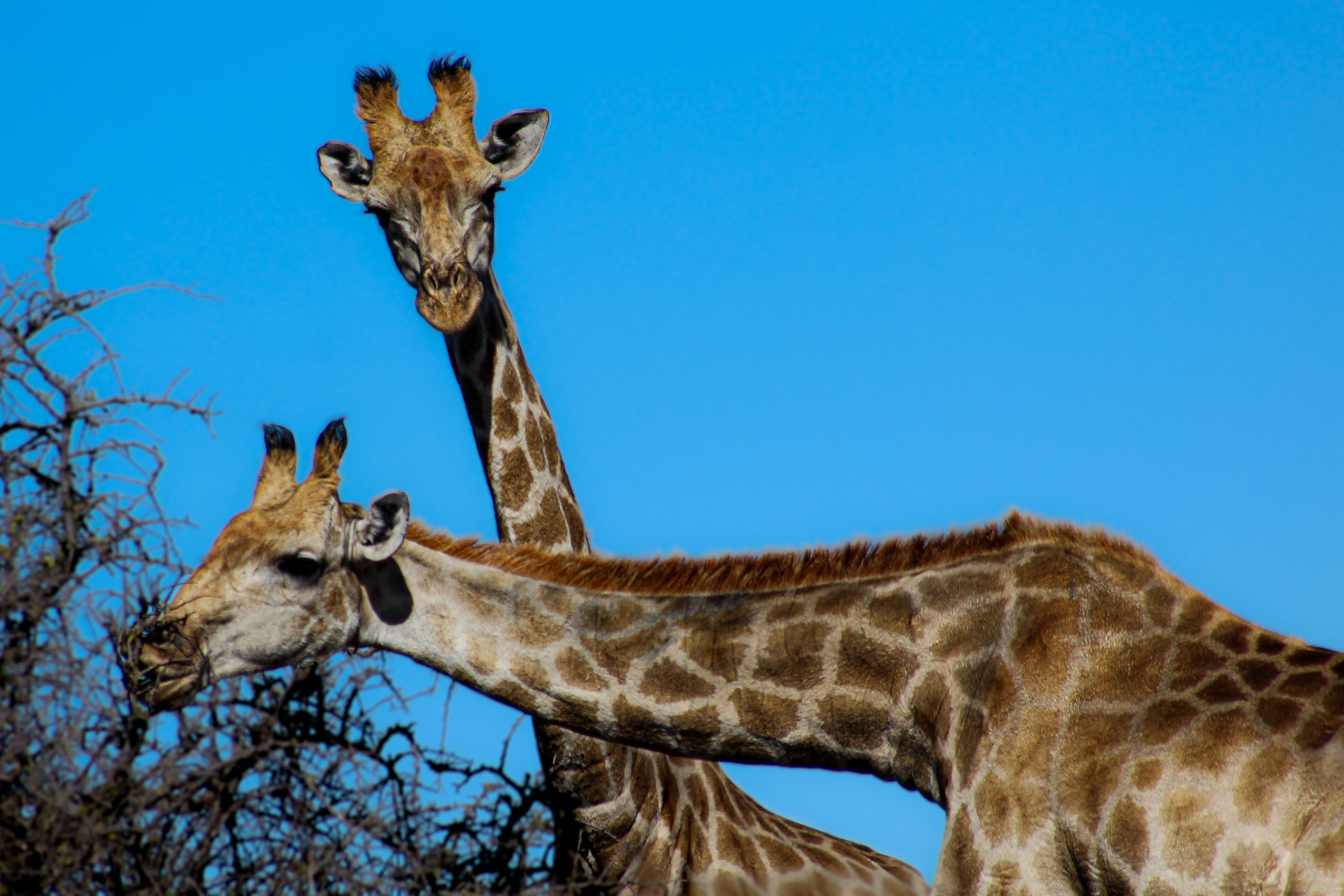 Giraffes - Kuruman (Northern Cape)