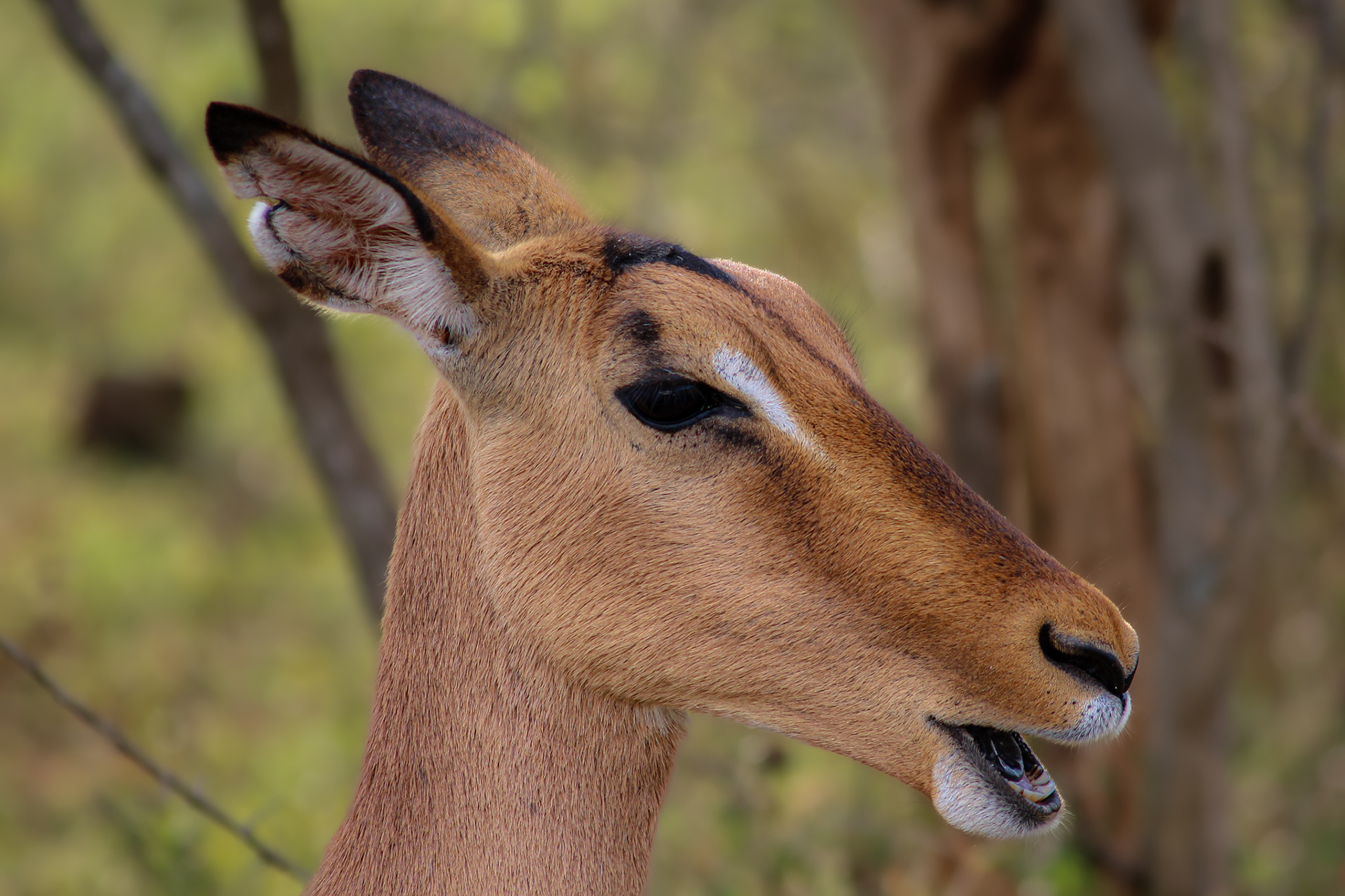 Impala (female) - Umfolozi Game Reserve