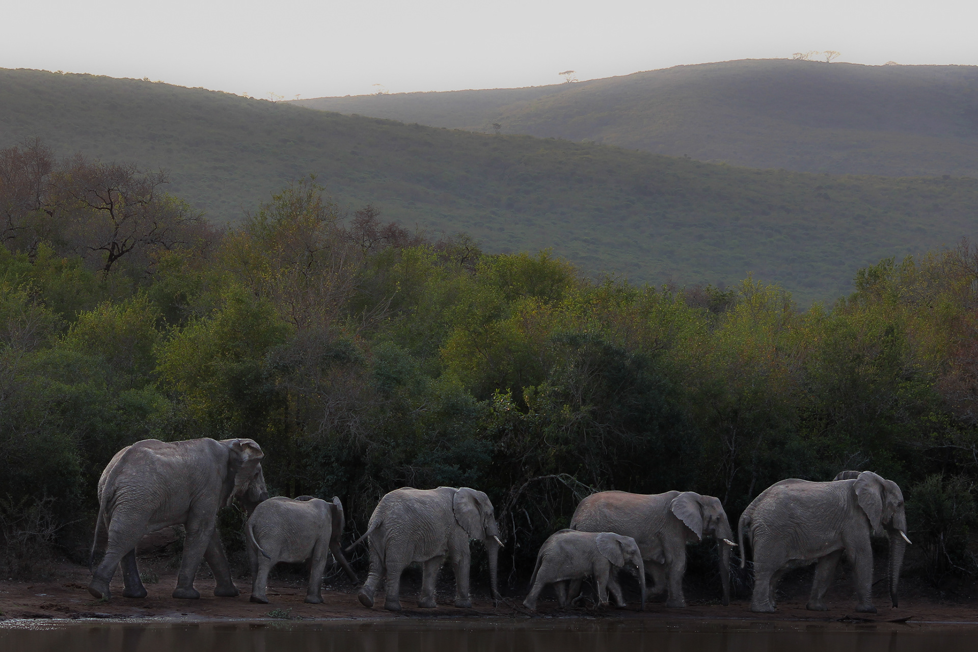 Elephants - Umfolozi Game Reserve