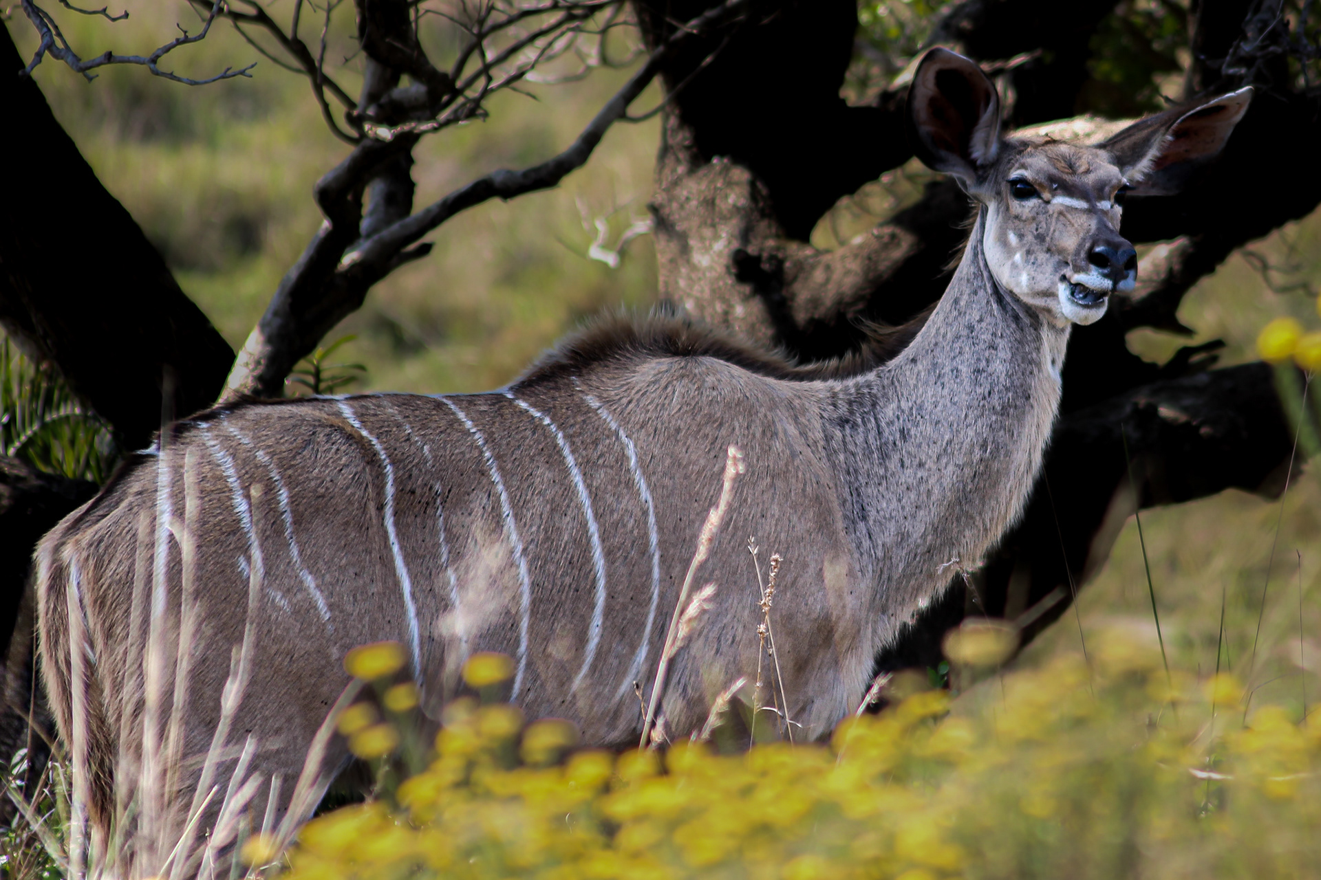 Kudu (female) - Cape Vidal