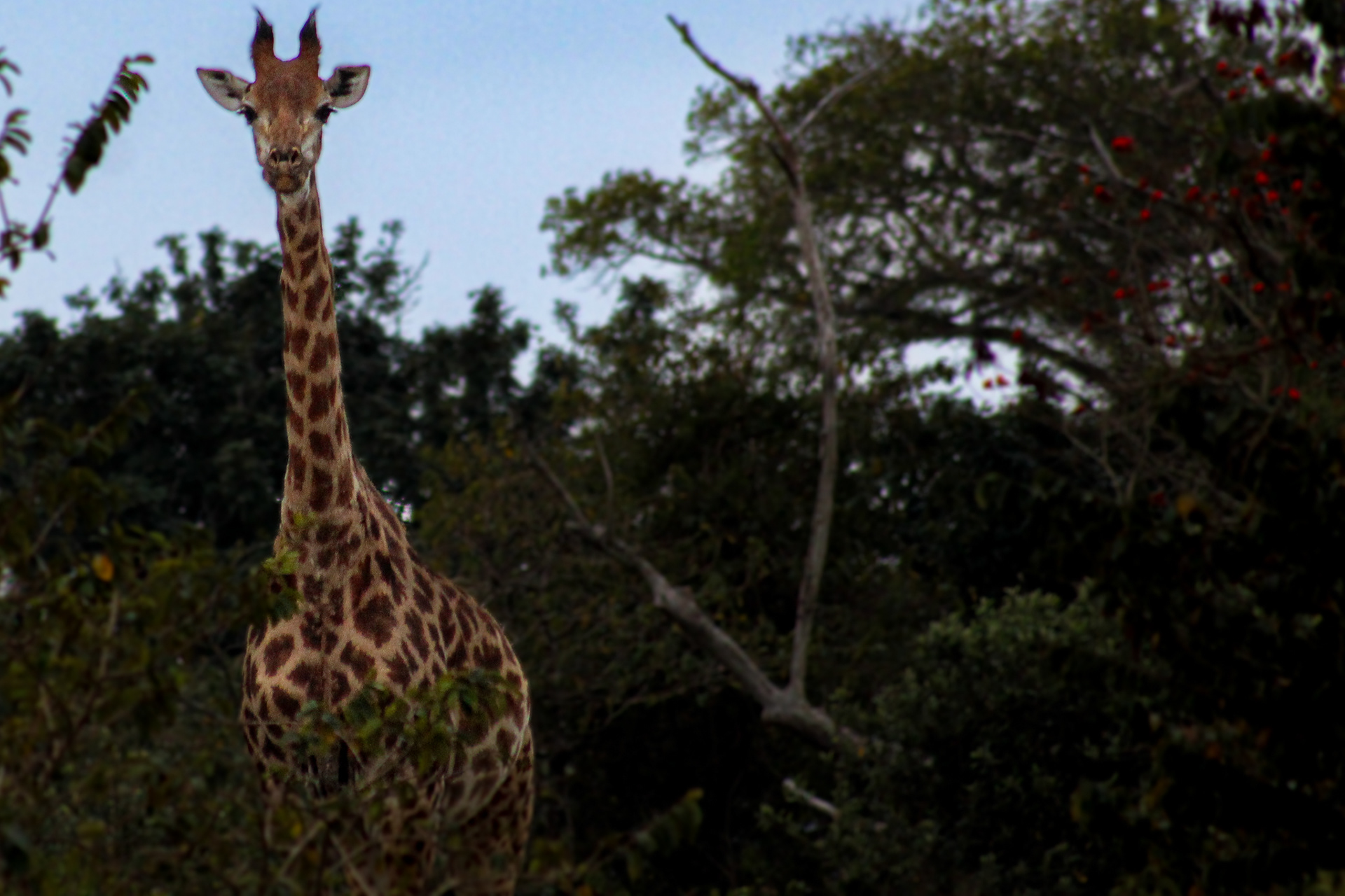 Giraffe - Cape Vidal