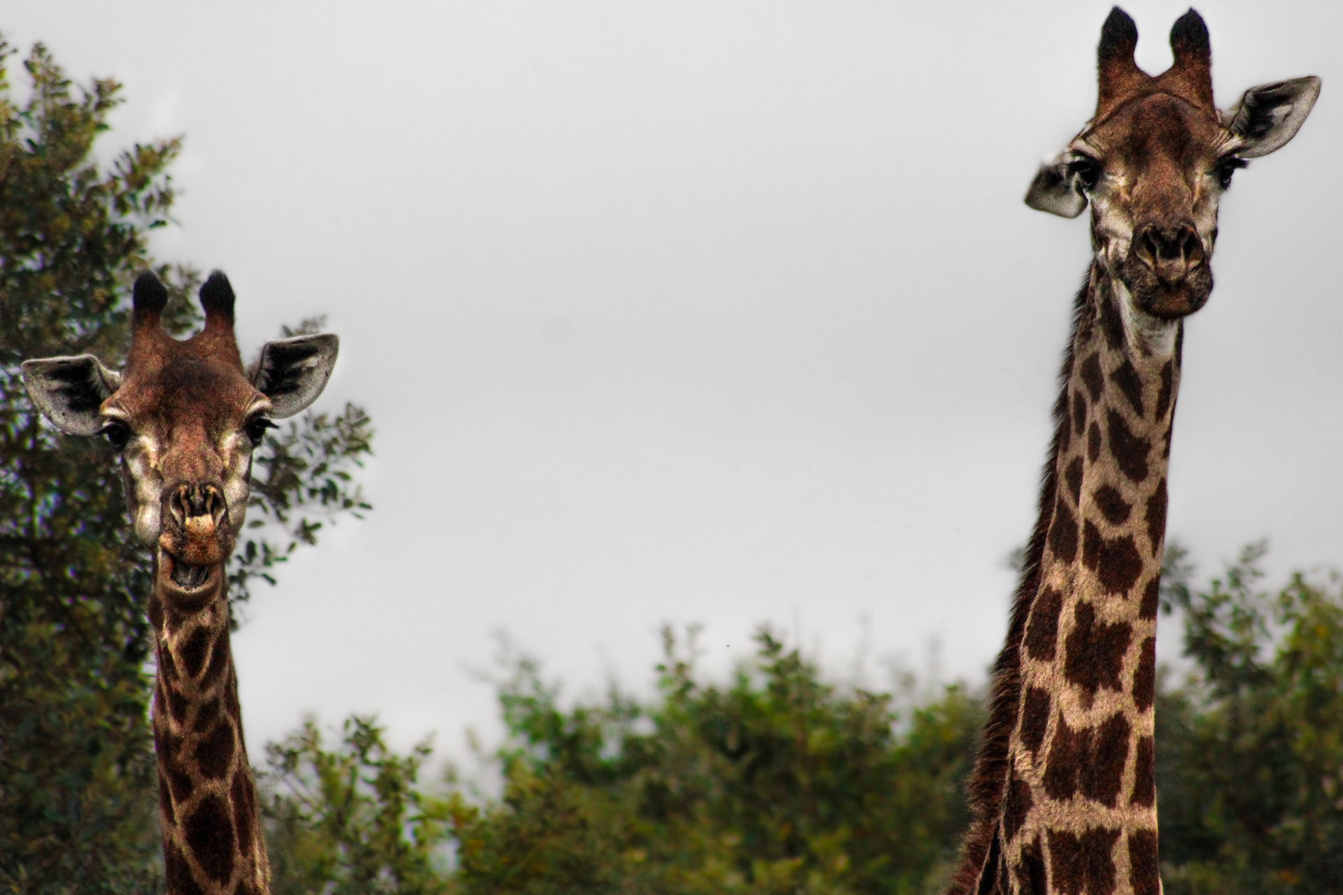 Giraffes - Cape Vidal