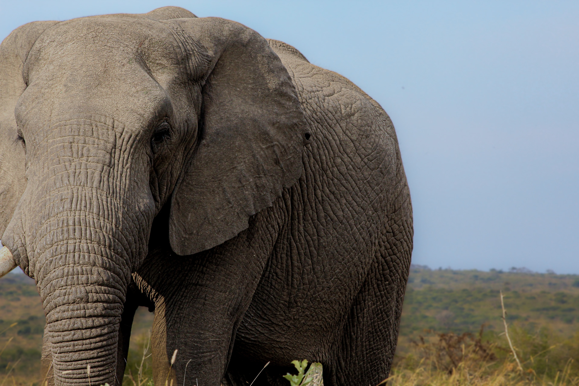 Elephant - Umfolozi Game Reserve