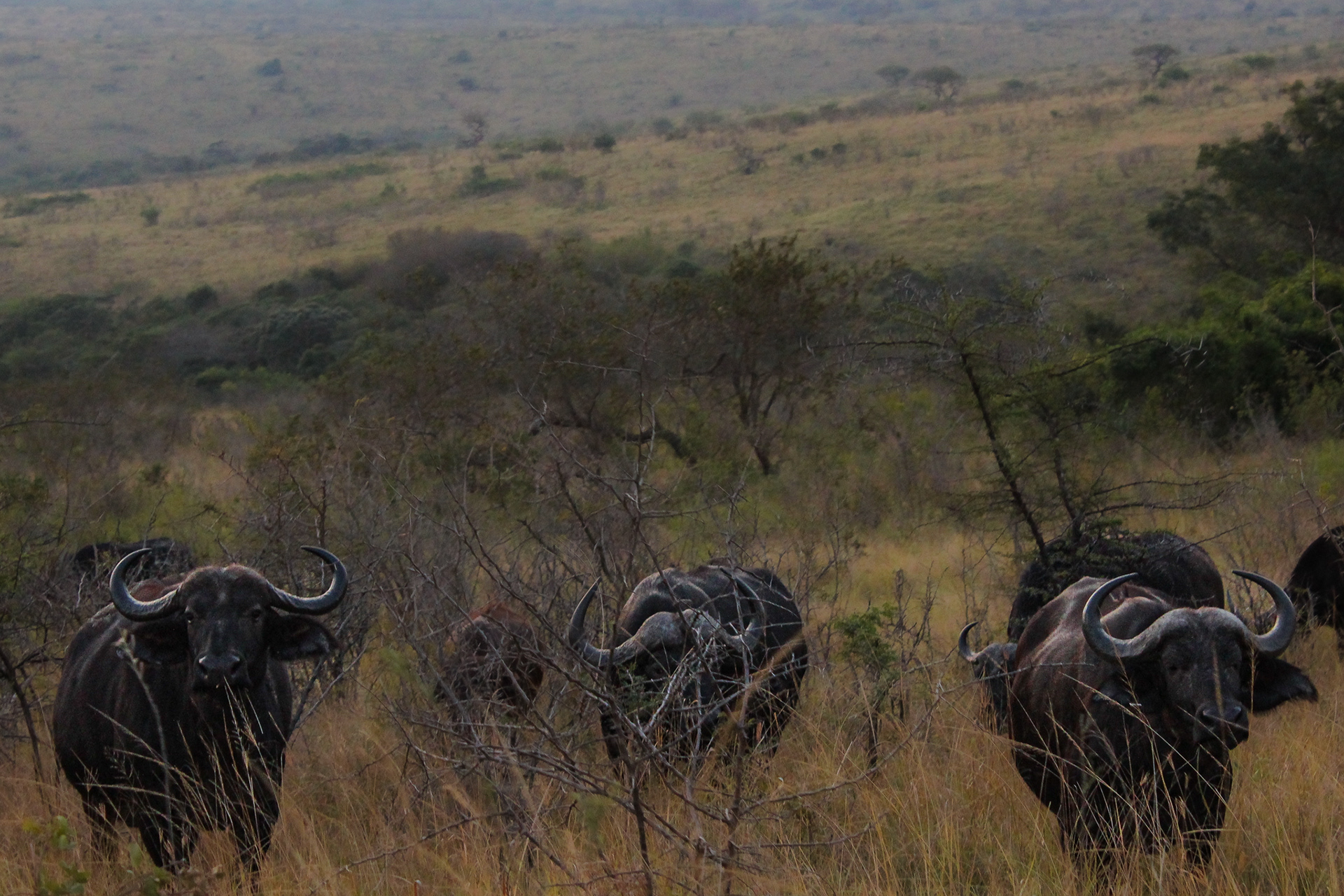 Buffalos - Umfolozi Game Reserve