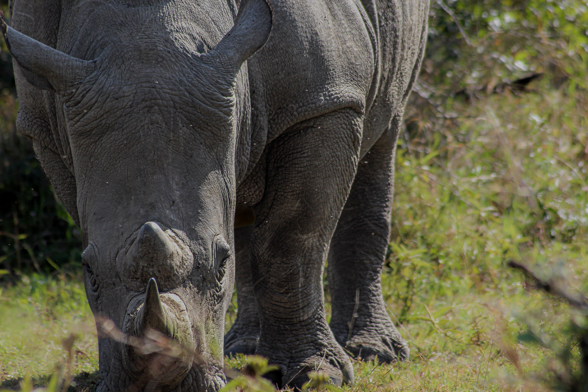 Rhino - Umfolozi Game Reserve