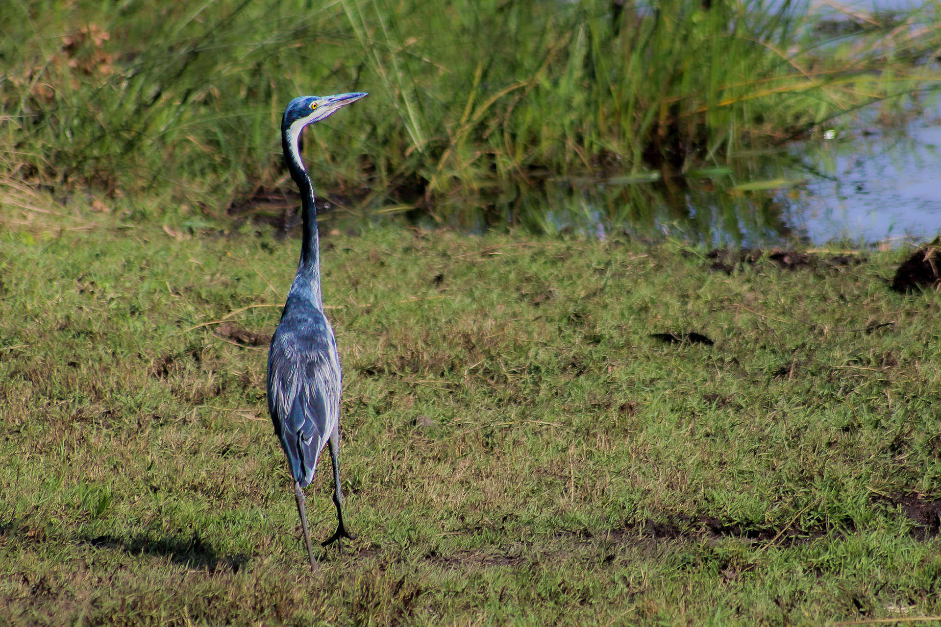 Black-headed heron - Cape Vidal