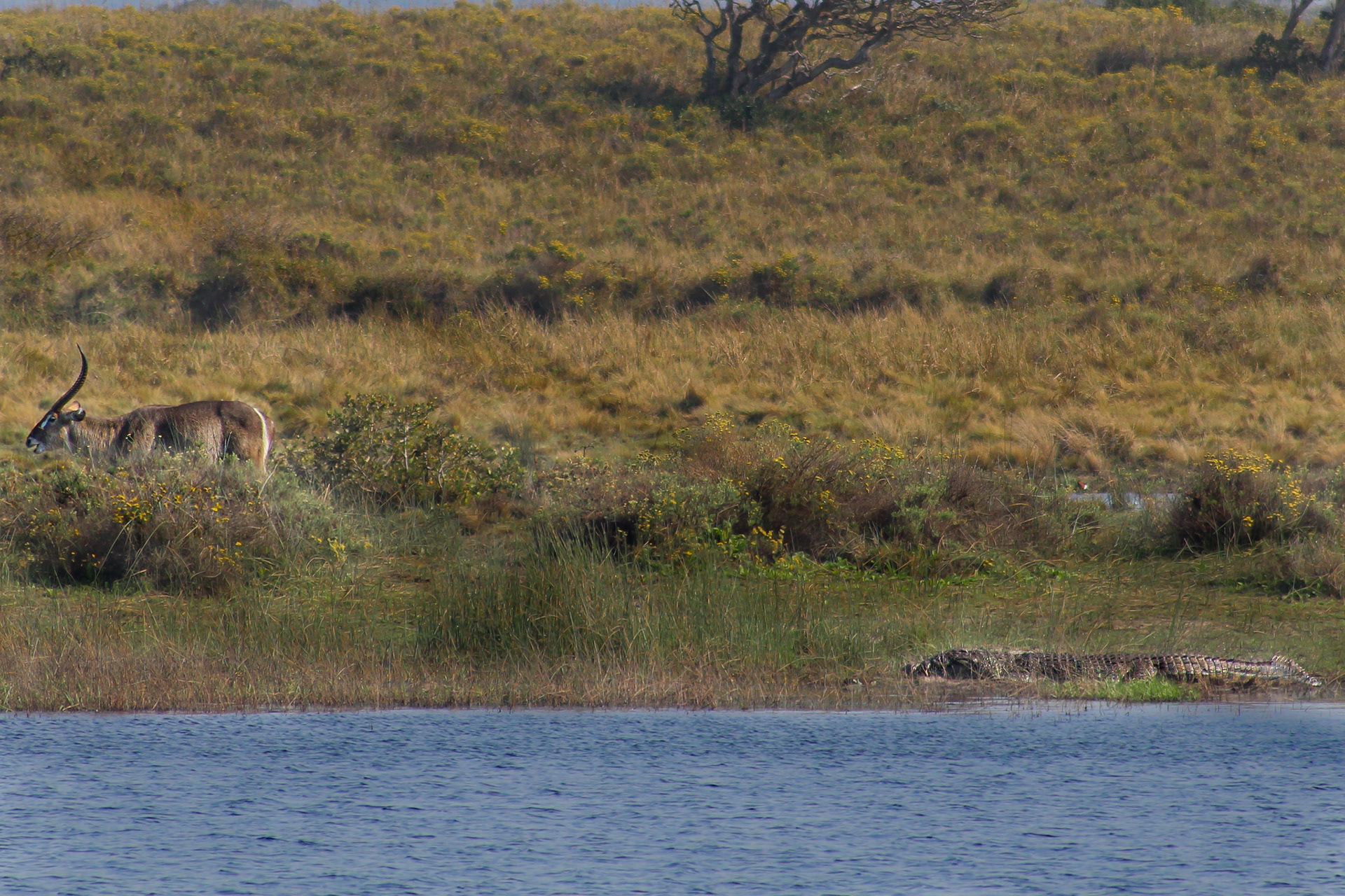 Crocodile; Common waterbuck (male) - Cape Vidal