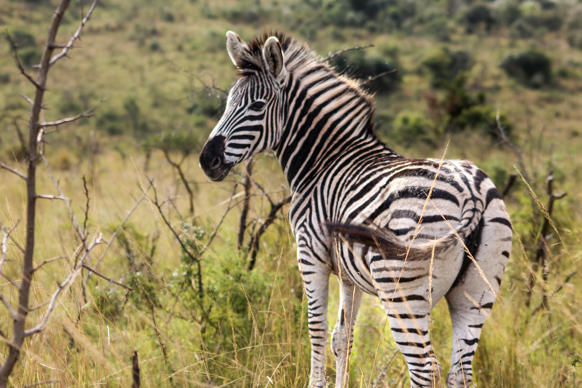 Zebra - Umfolozi Game Reserve