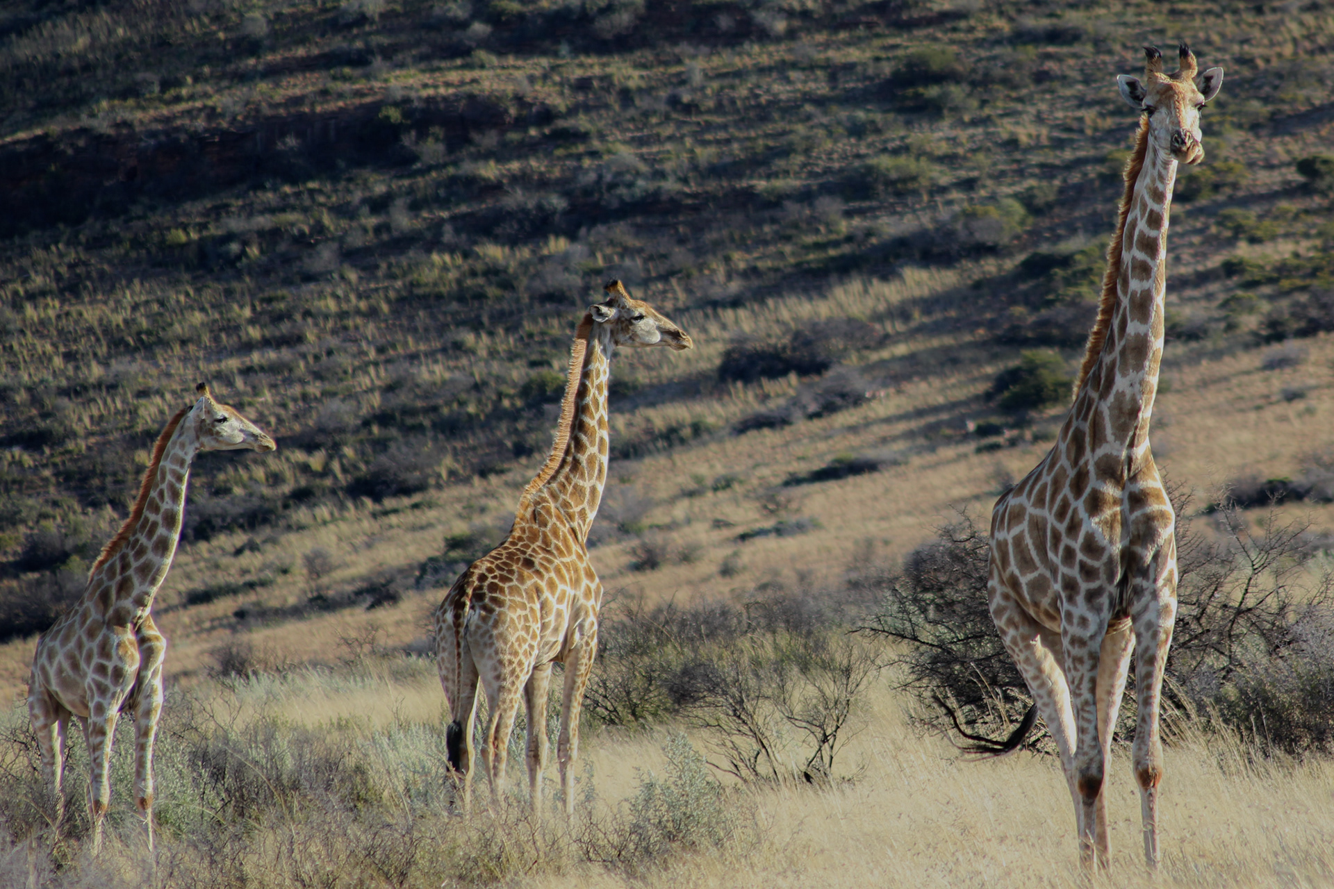 Giraffes - Kuruman (Northern Cape)