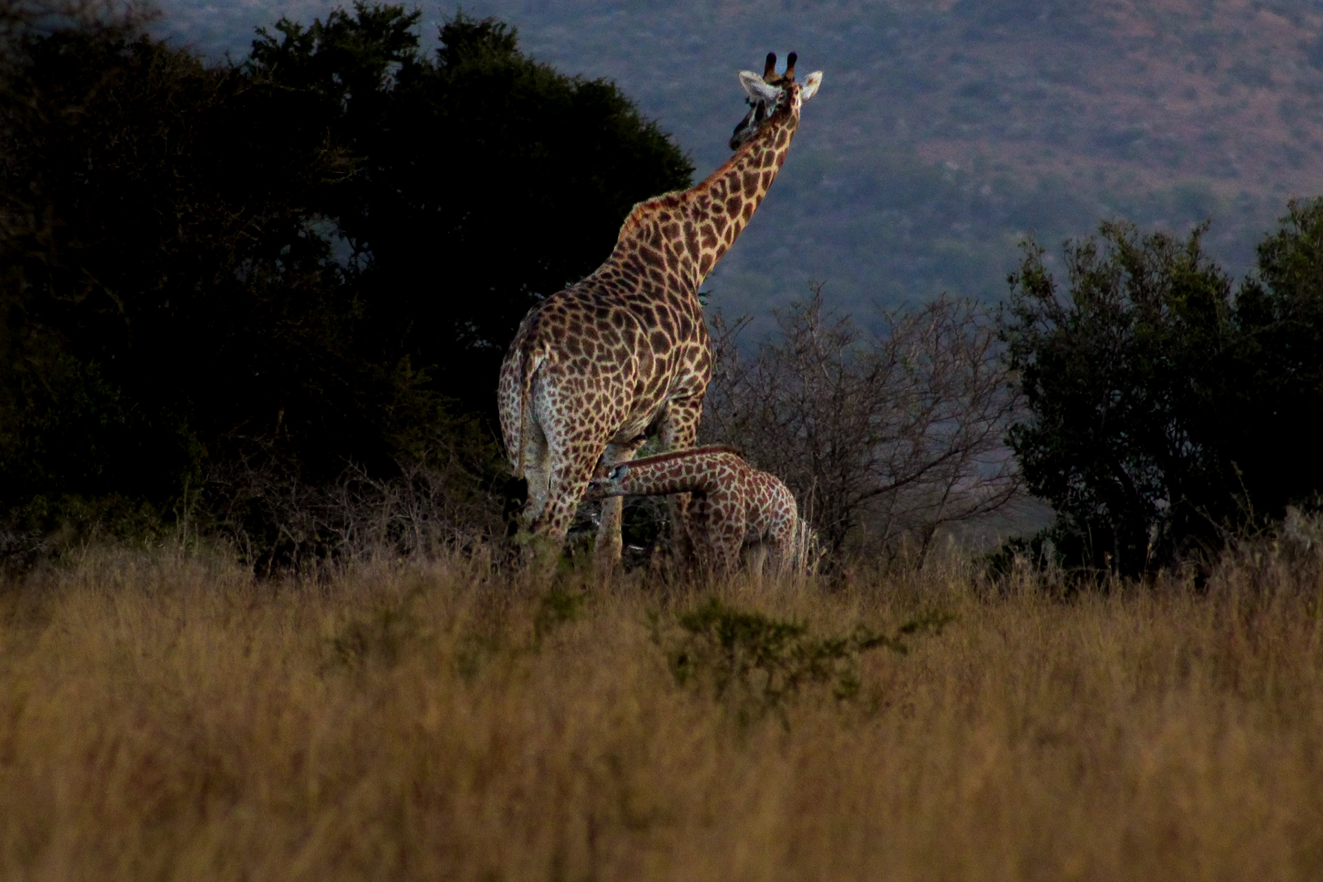 Giraffes - Cape Vidal