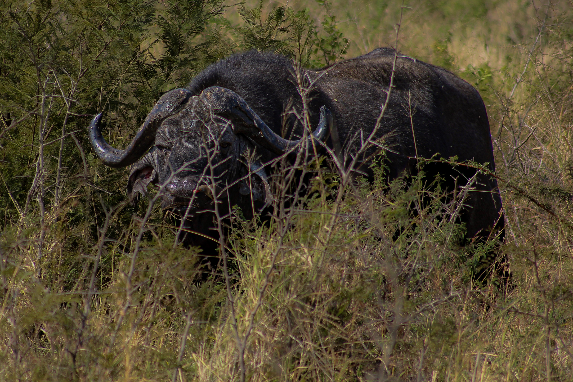 Buffalo - Umfolozi Game Reserve