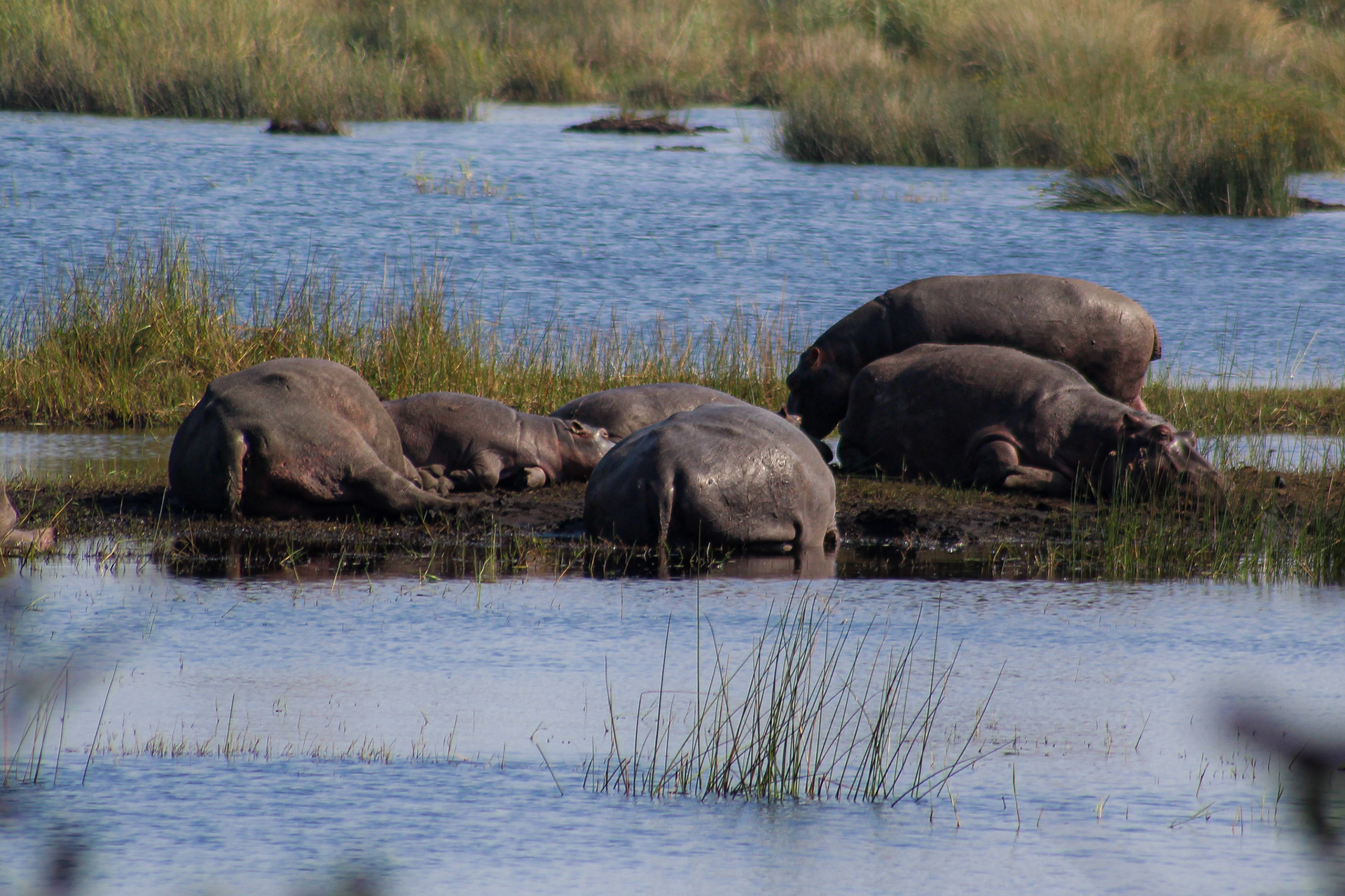 Hippos - Cape Vidal