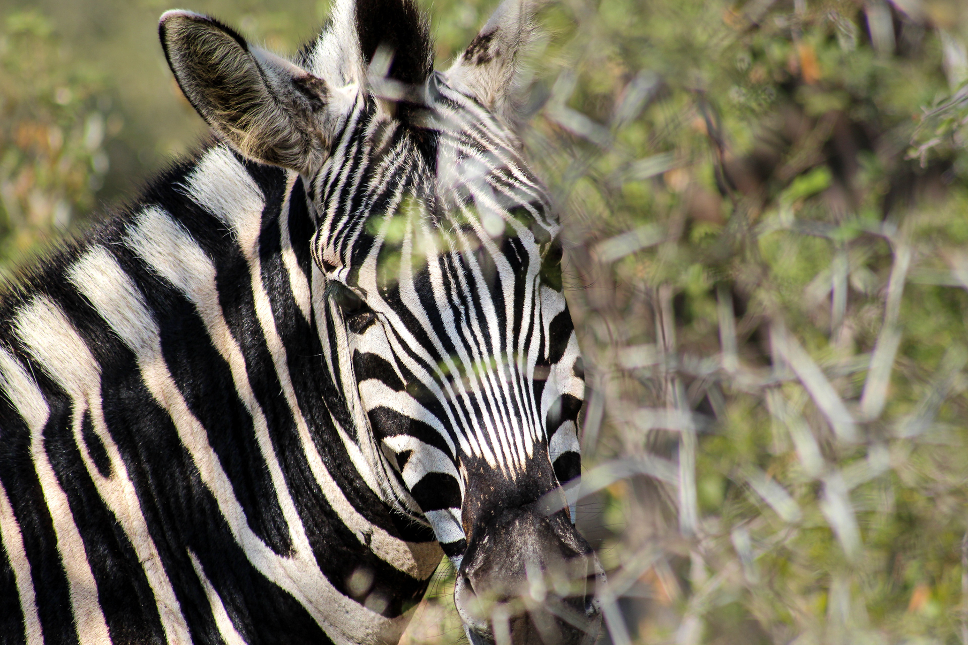 Zebra - Umfolozi Game Reserve