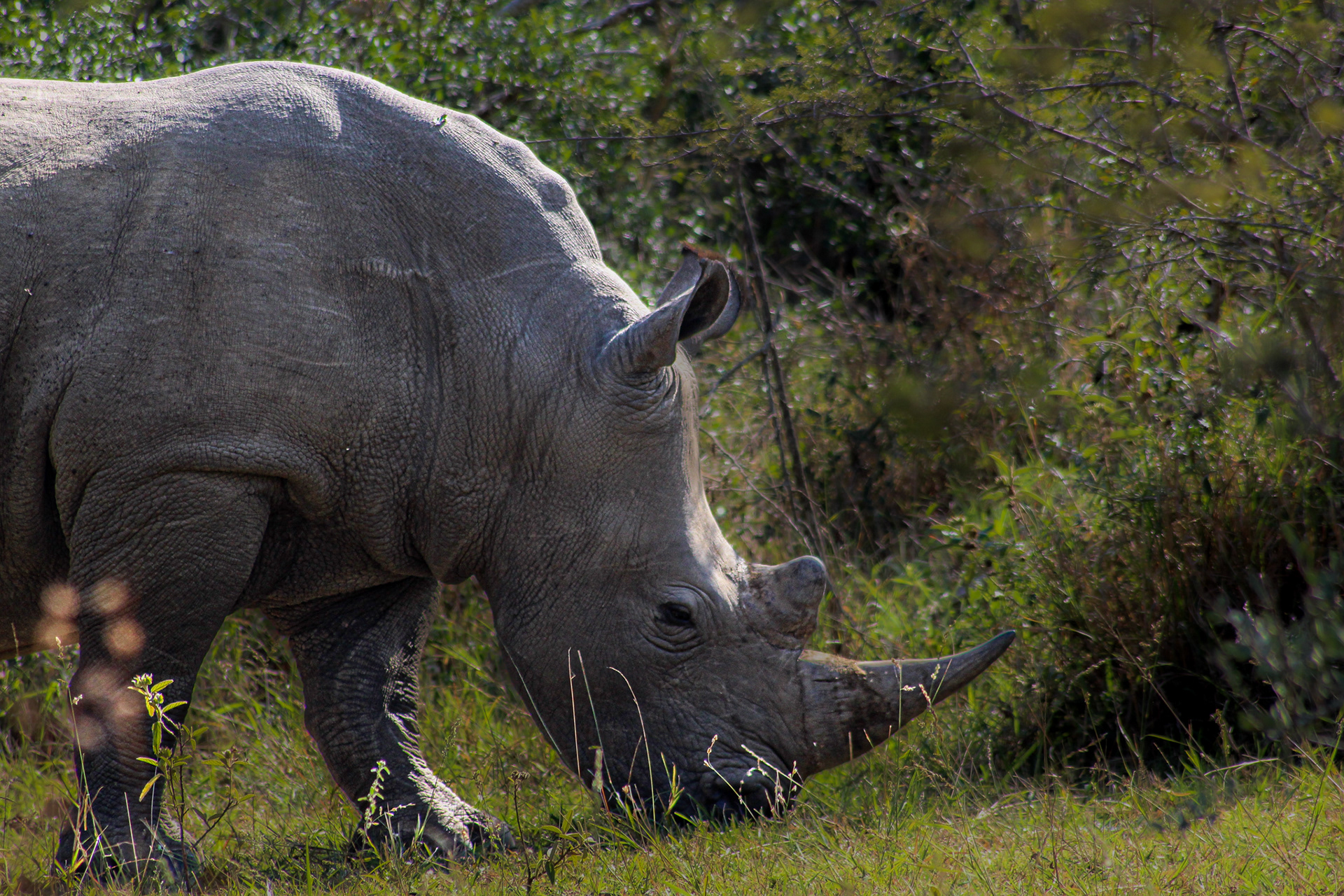 Rhino - Umfolozi Game Reserve