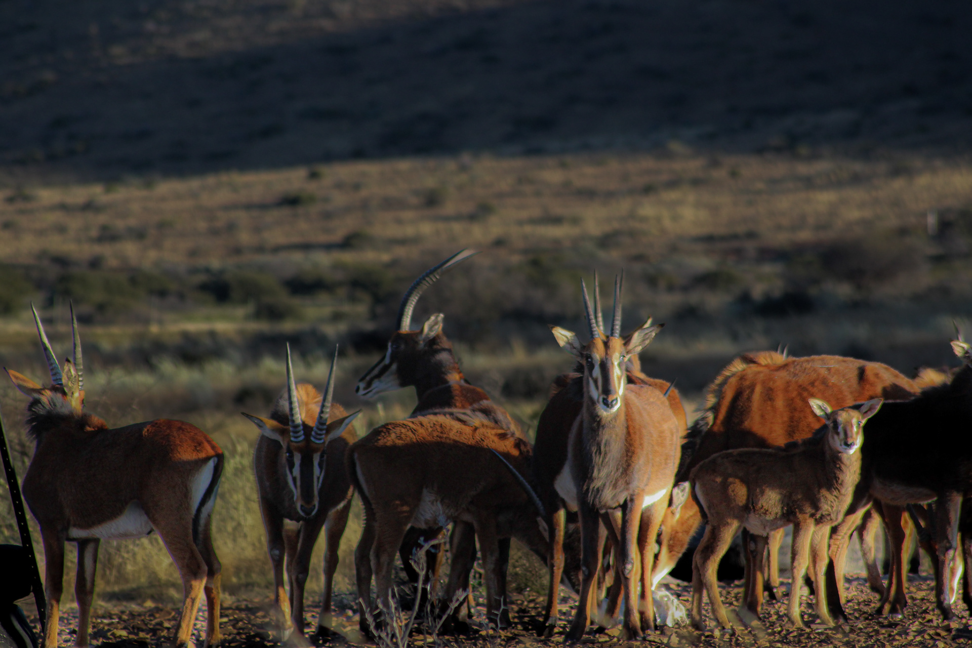 Sable Antelopes - Kuruman (Northern Cape)
