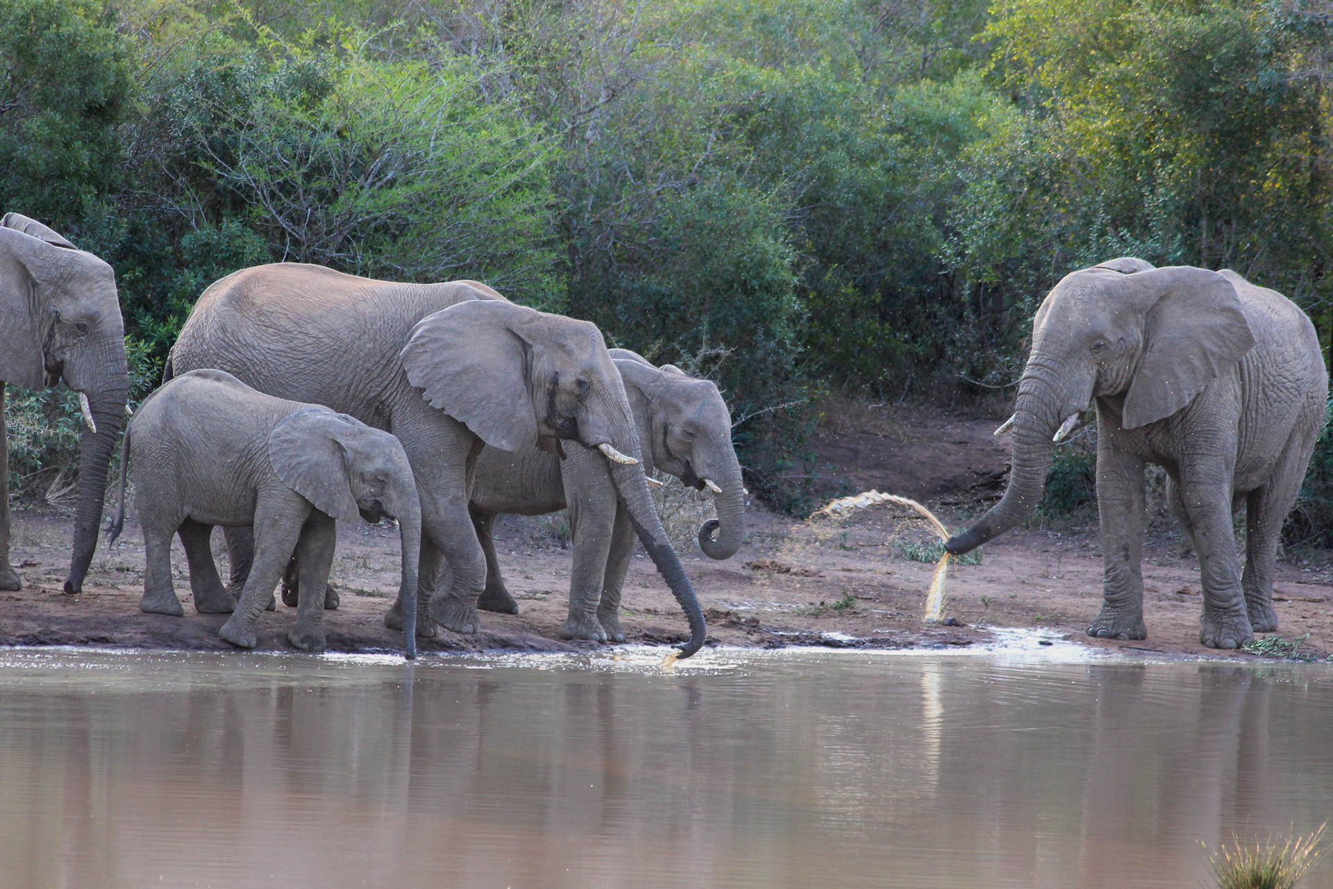Elephants - Umfolozi Game Reserve