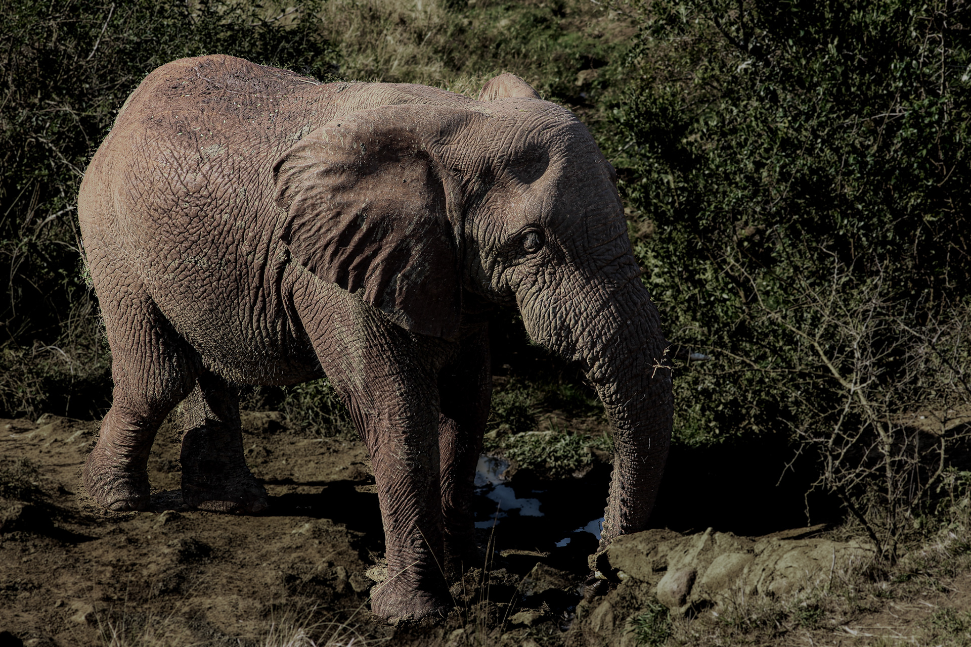 Elephant - Umfolozi Game Reserve
