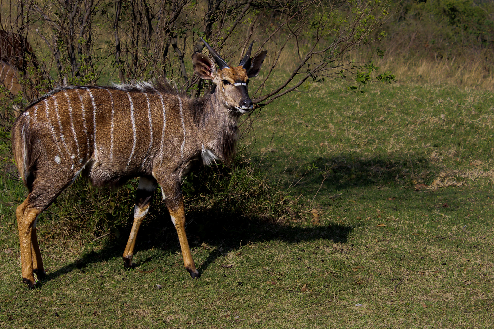 Nyala (male) - Umfolozi Game Reserve